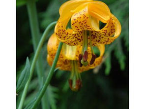 Add Tiger Lilies for Great Garden Color