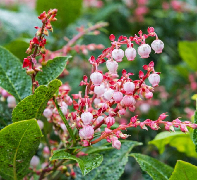 Salal in bloom