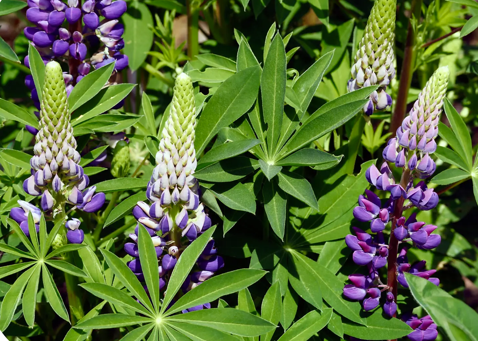 bigleaflupine.png