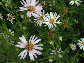 Hall's Aster