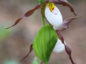 Cypripedium montanum
Mountain Lady's Slipper