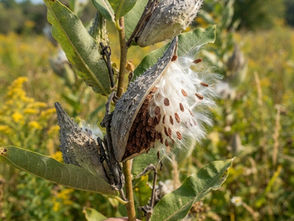 Collecting Seed at Home