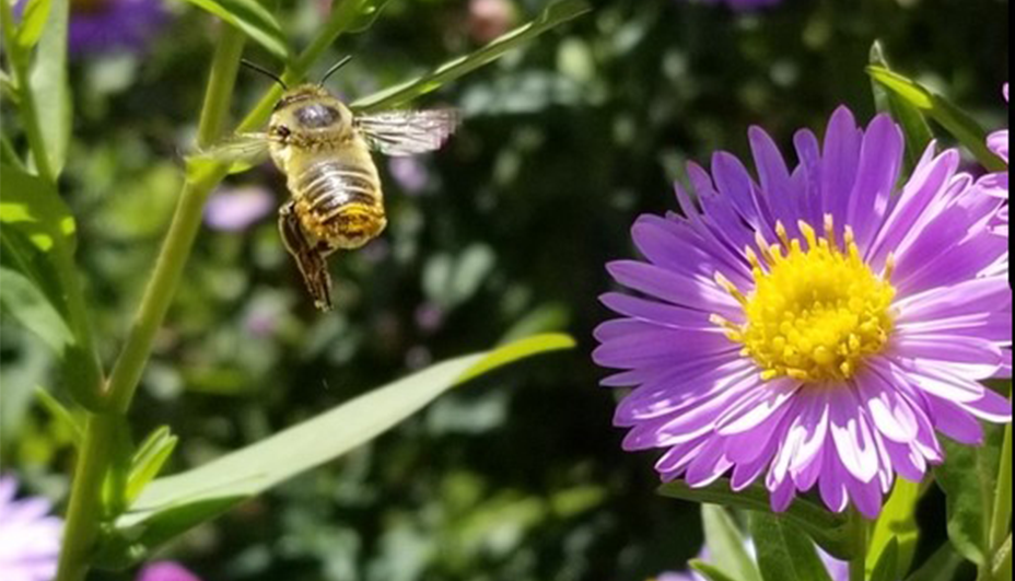 Eye-level view of blooming coneflowers in a garden