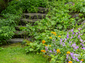 Restoring our native habitats, one plant at a time.