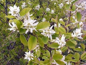 Serviceberry