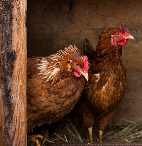 hens-nest-country-lifestyle-concept.jpg