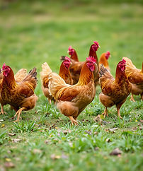 group-chickens-are-walking-field-one-them-has-red-stripe.jpg