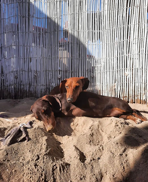 La Spiaggia ideale per i tuoi amici a quattro zampe🐾 con servizi dedicati e professionali inclusi nella teriffa estiva💙