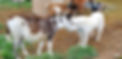 20211005_080121_edited.jpg