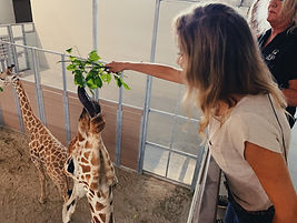 Feeding George the giraffe!