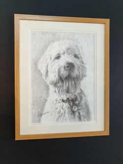 Pencil Portrait of a Pet Dog