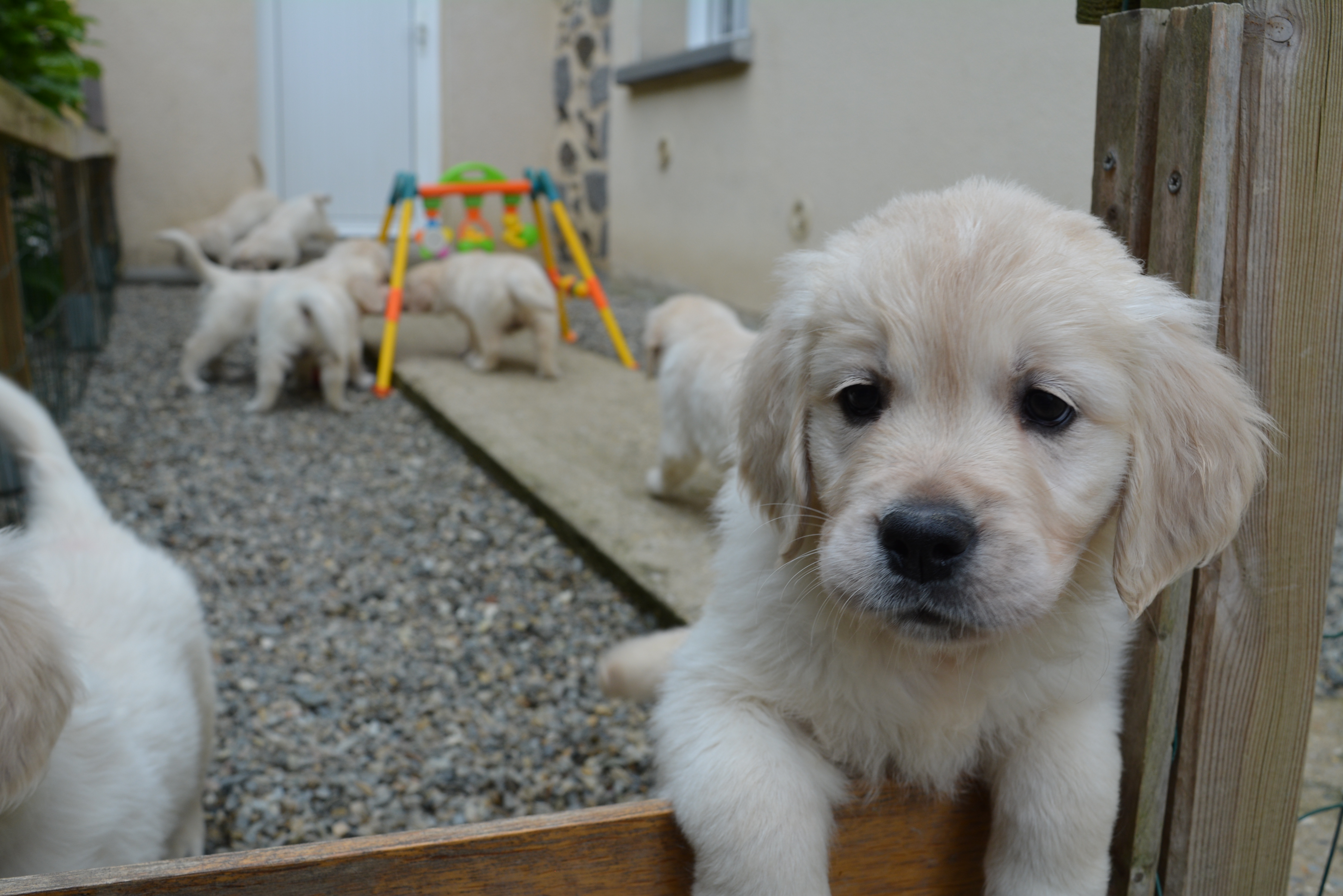 Les chiots à 53 jours