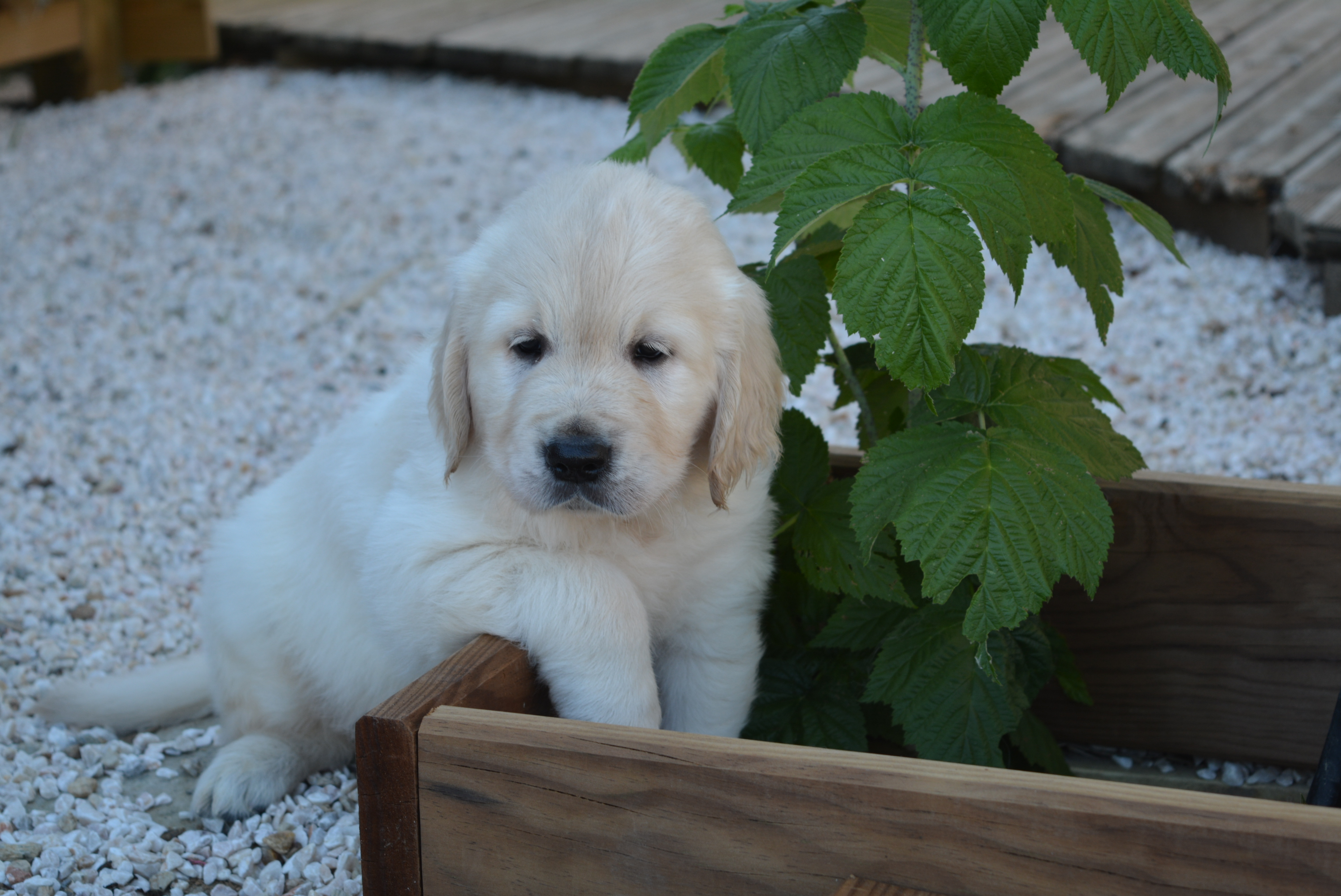 Les chiots à 45 jours
