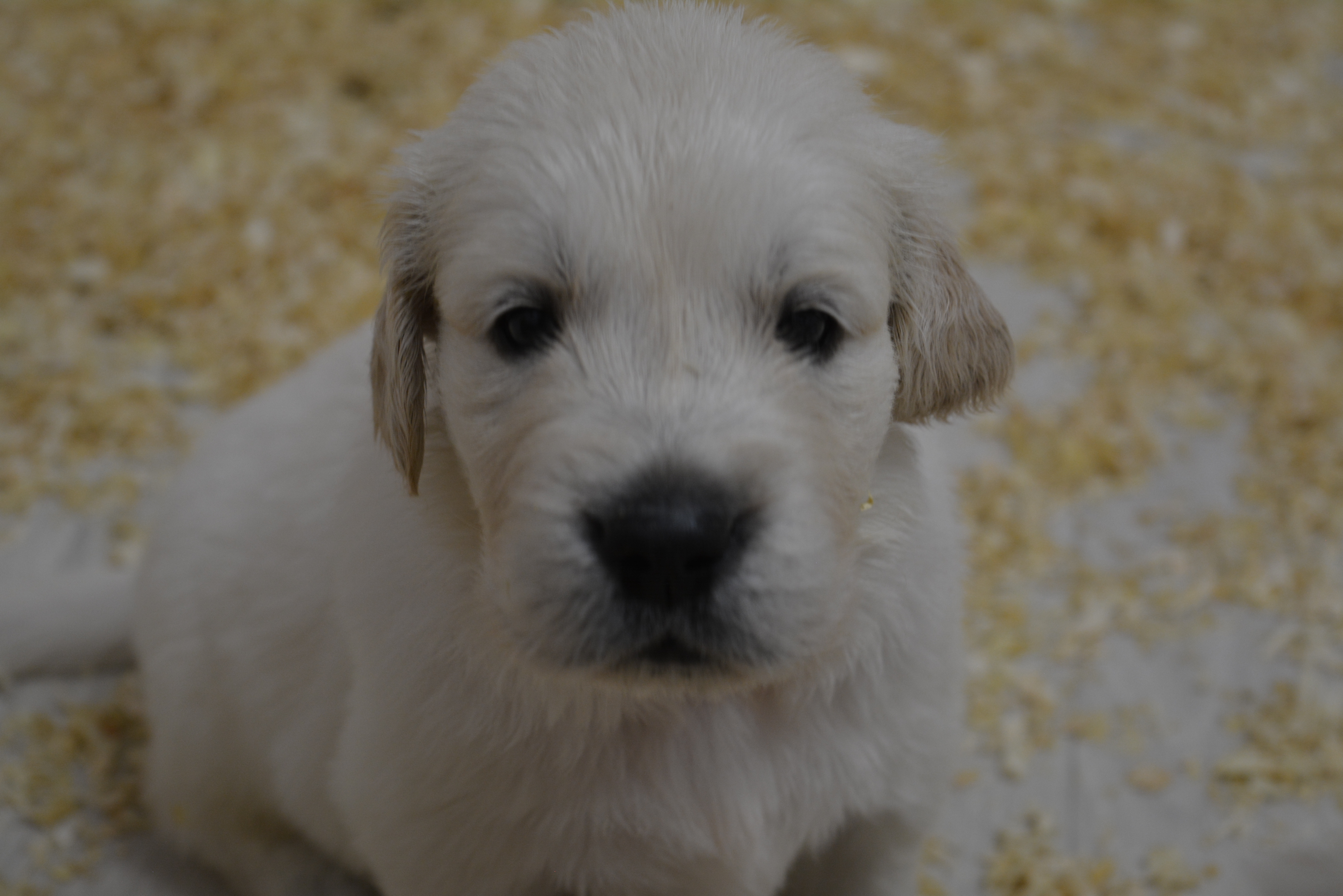 Les chiots à 30 jours