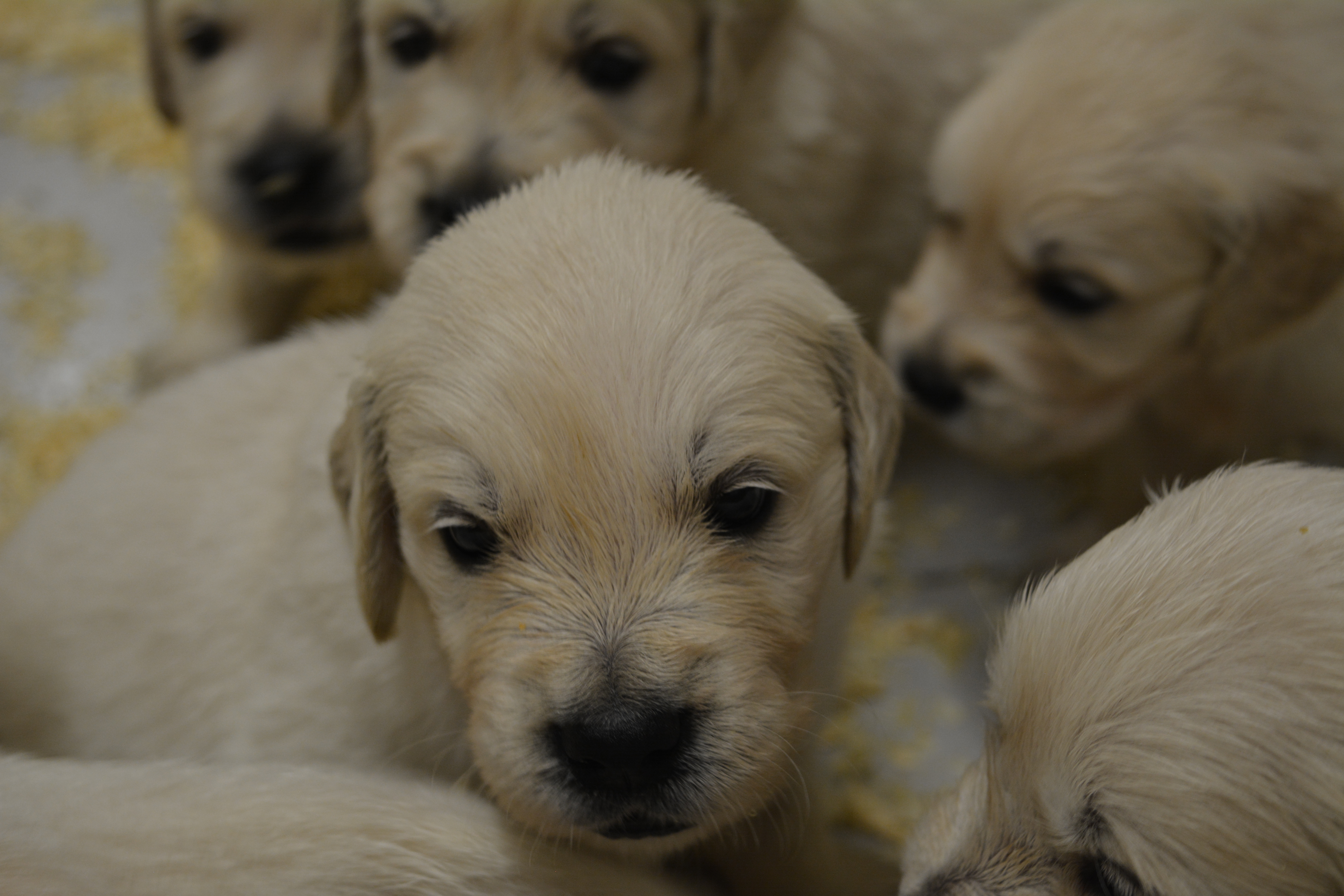 Les chiots à 30 jours