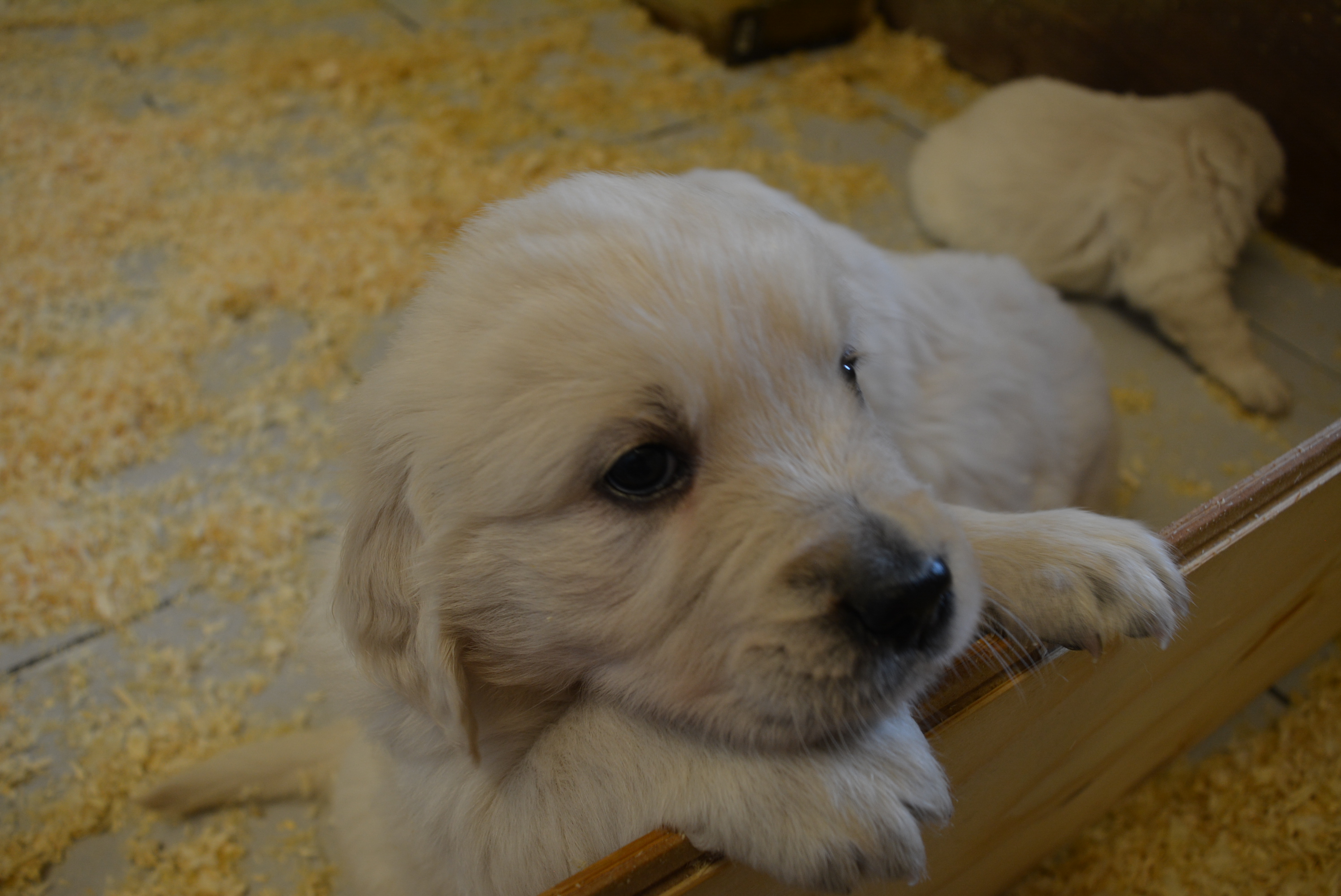 Les chiots à 5 semaines
