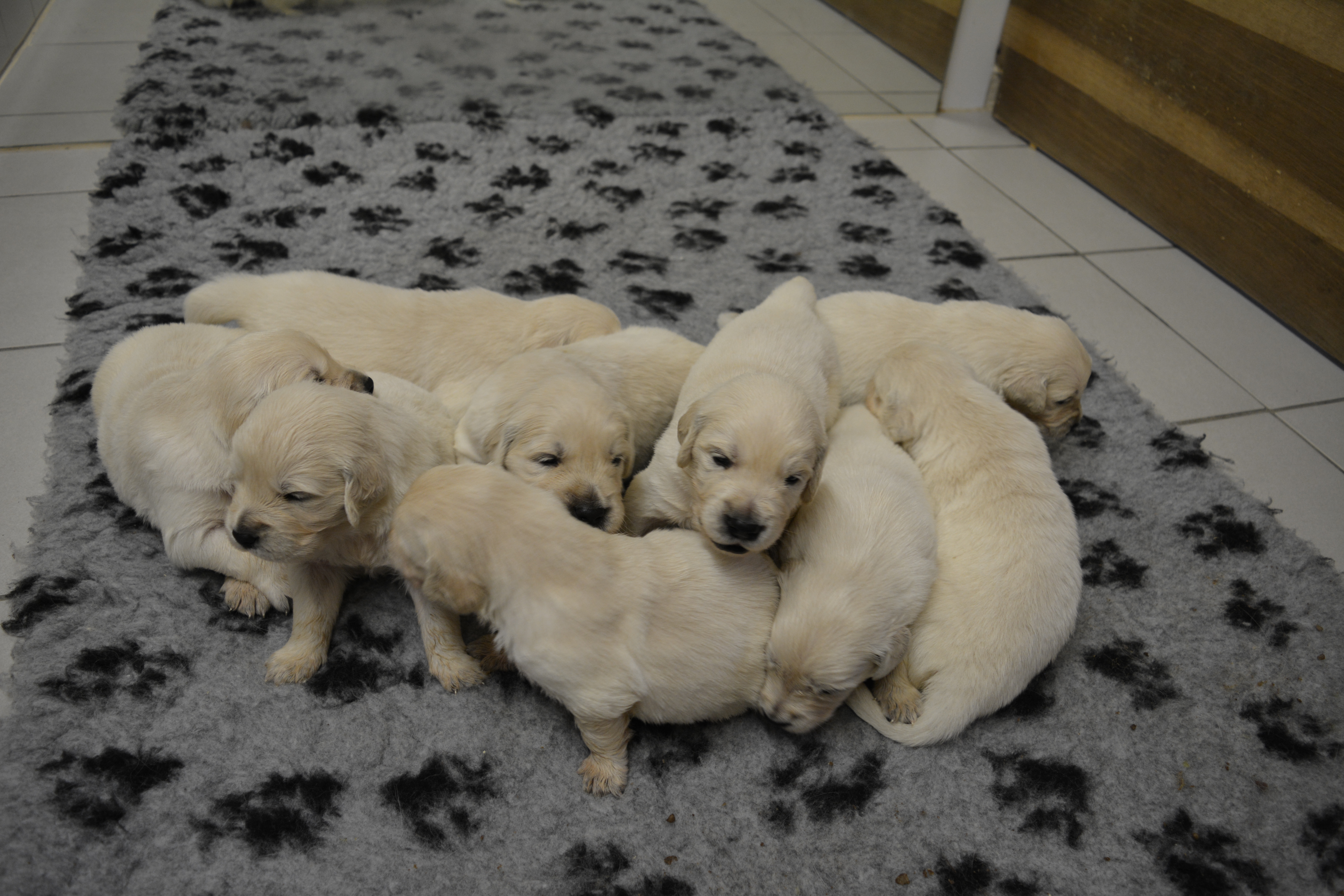 Les chiots à 23 jours