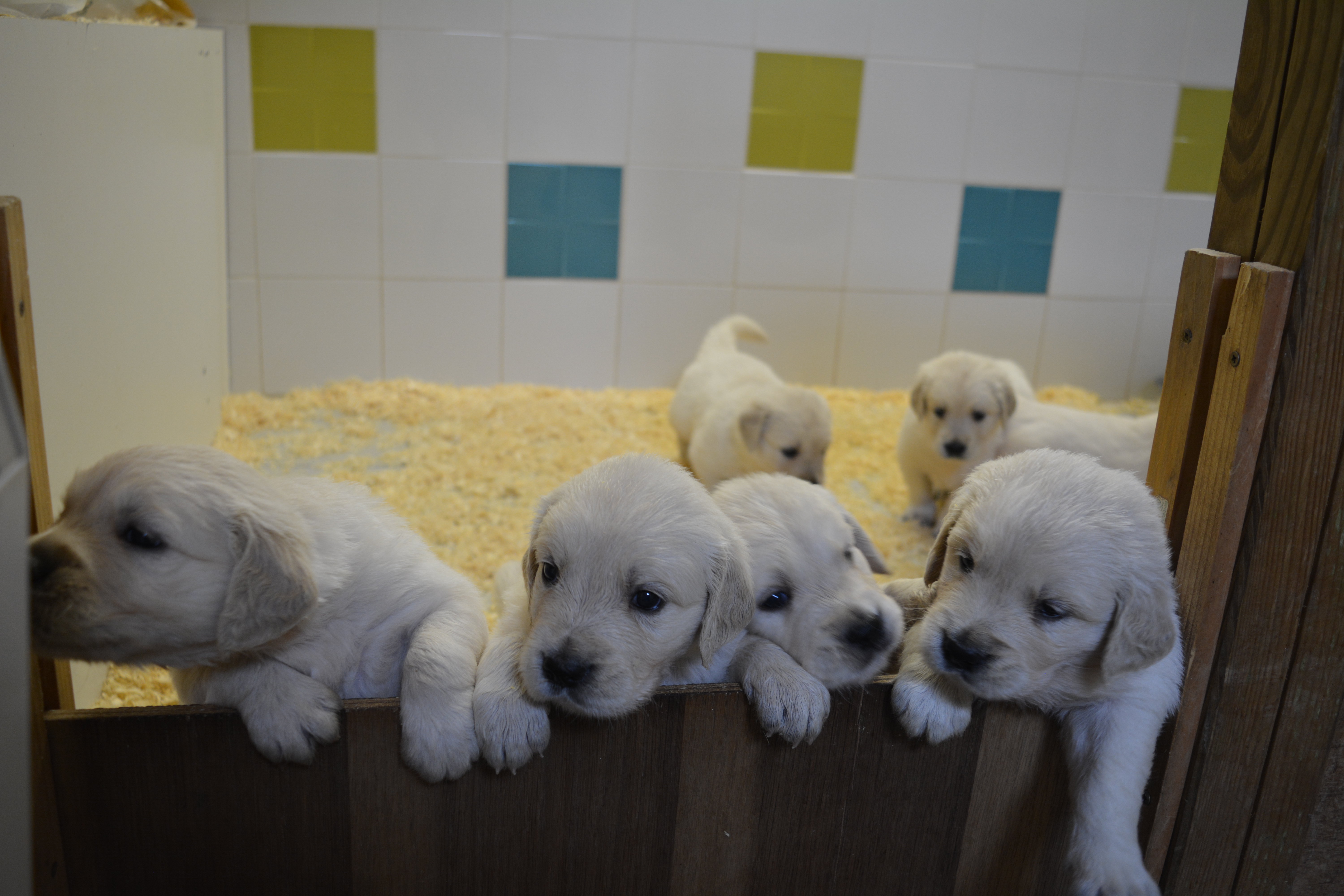 Les chiots à 4 semaines