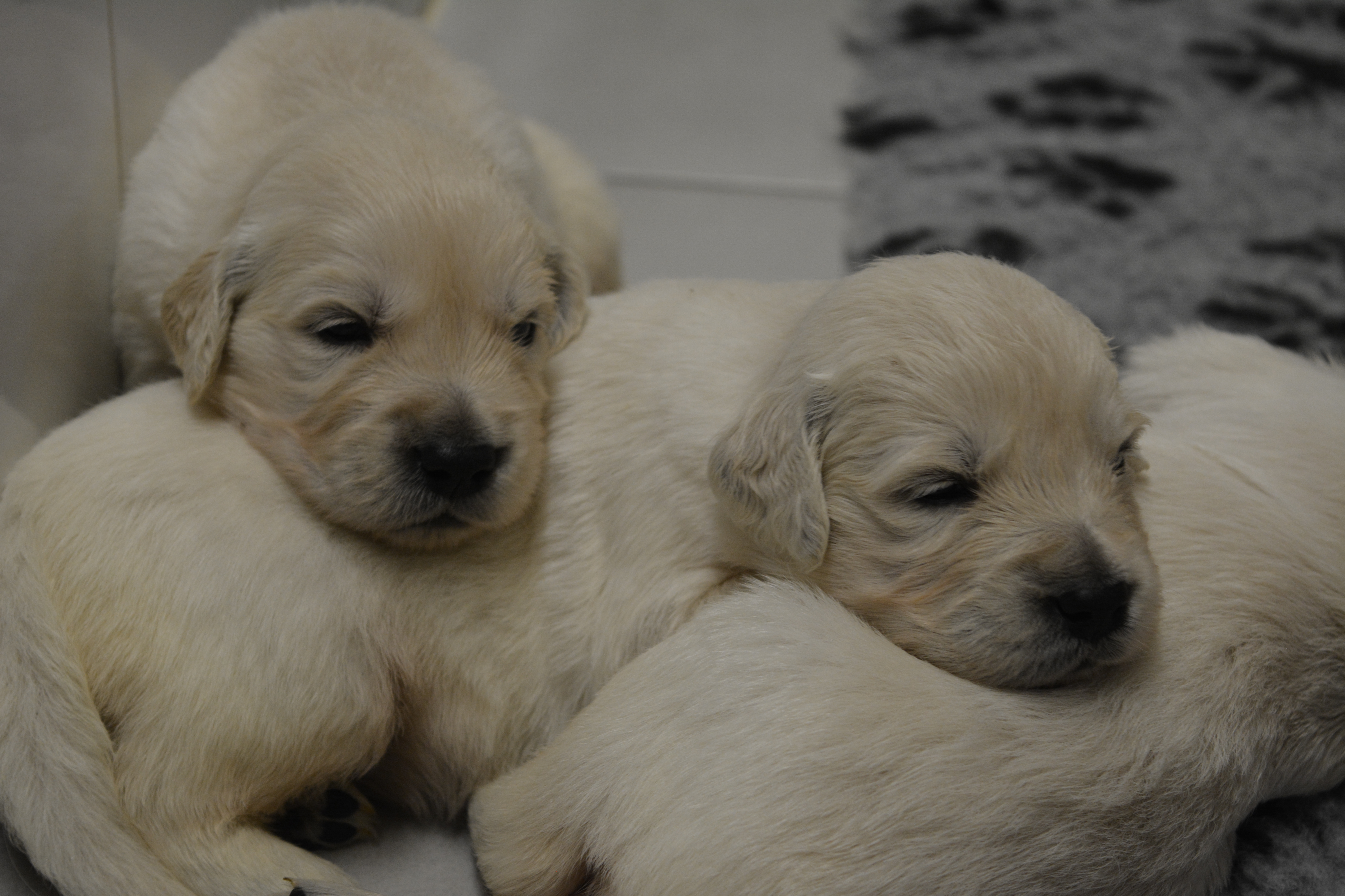 Les chiots à 23 jours