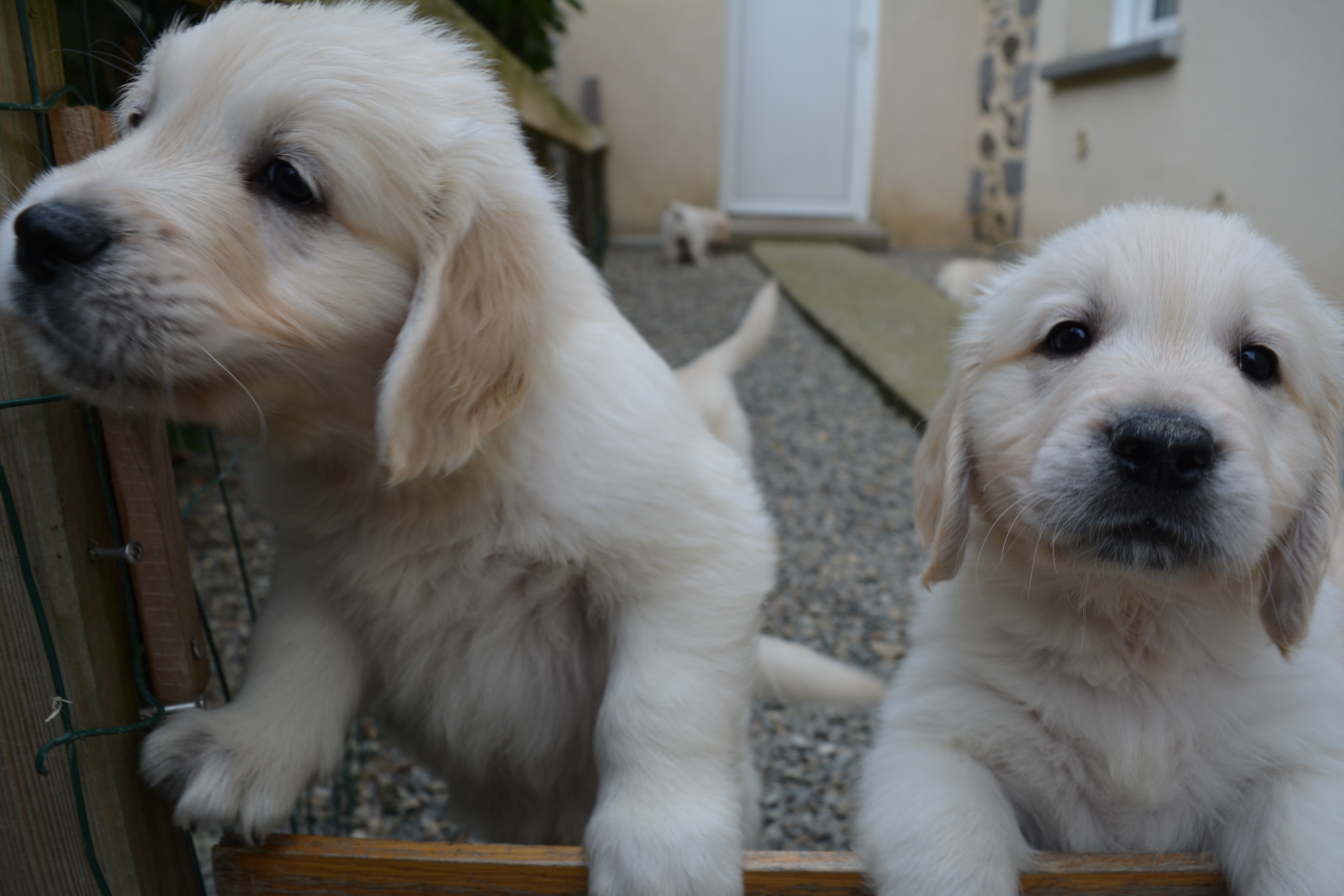 Les chiots à 51 jours