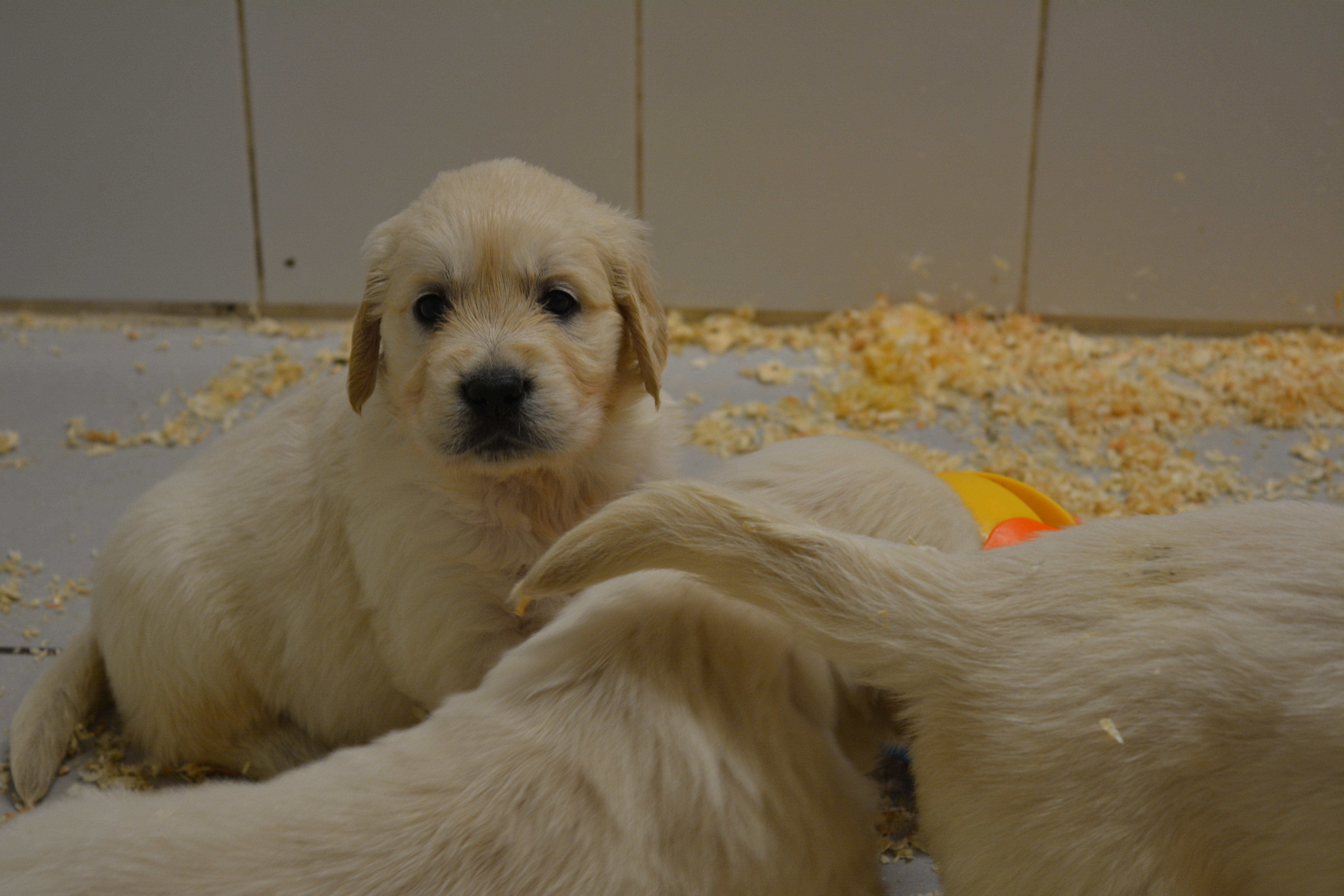 Les chiots à 37 jours