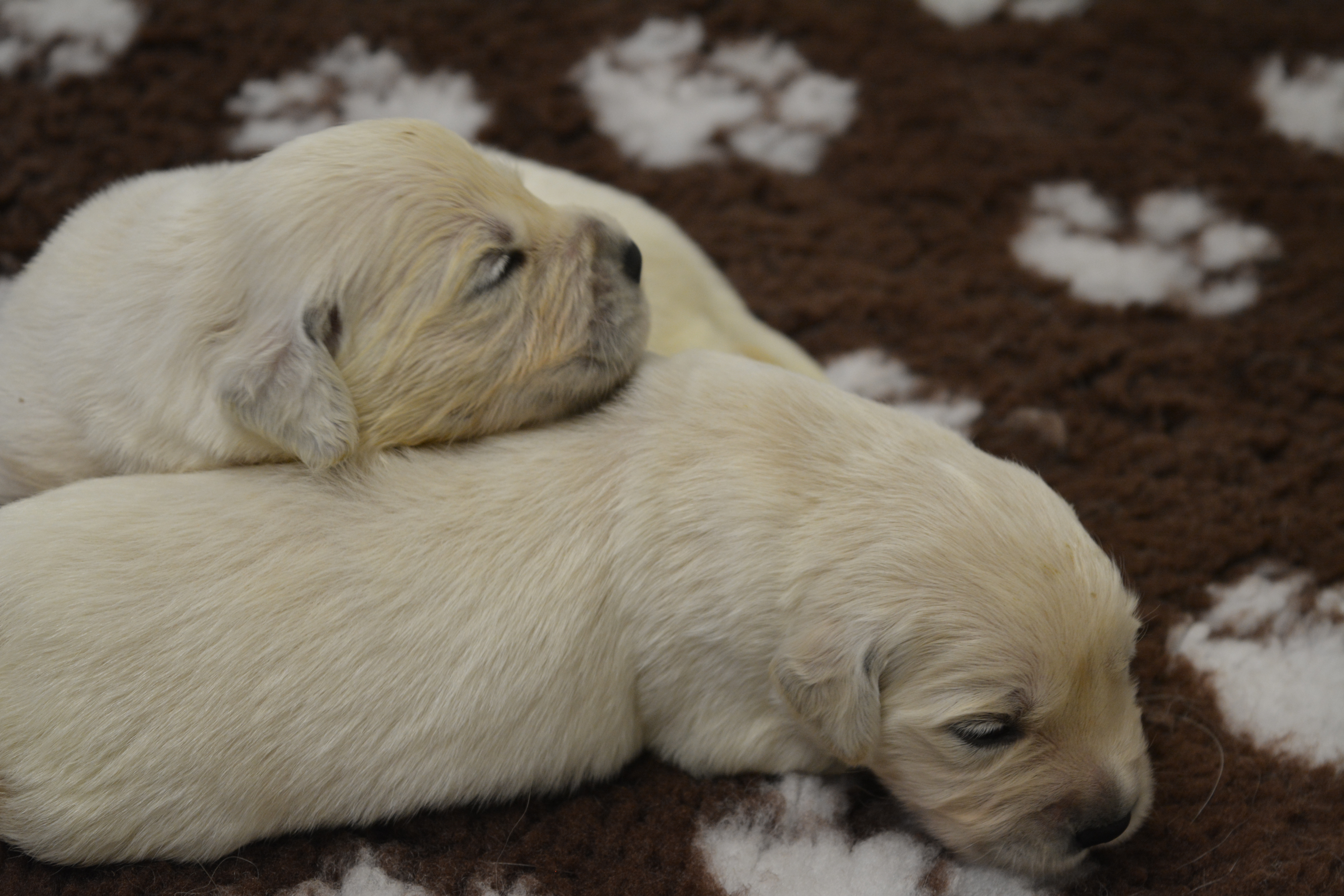 Les chiots à 16 jours