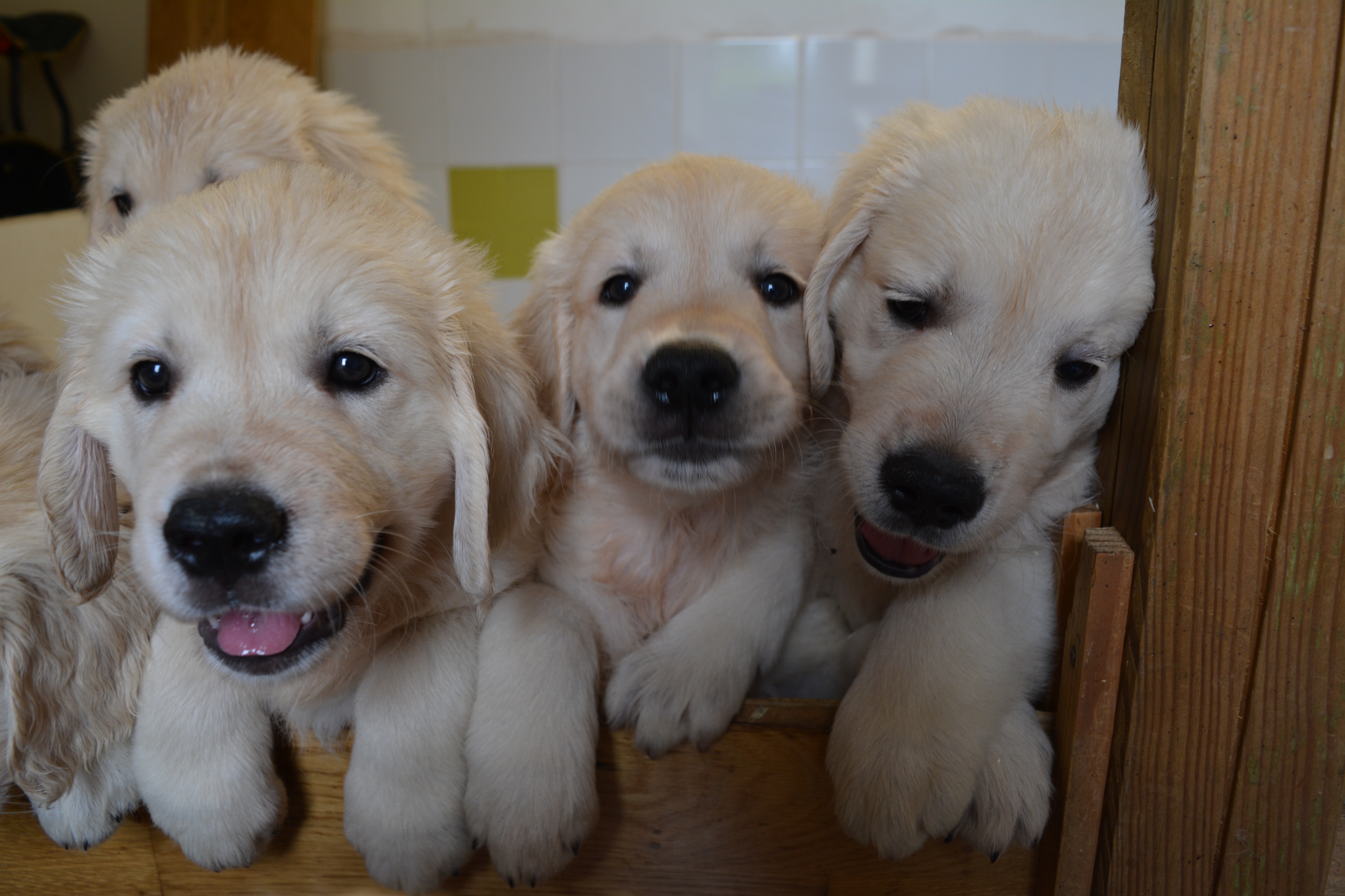 Les chiots à 54 jours