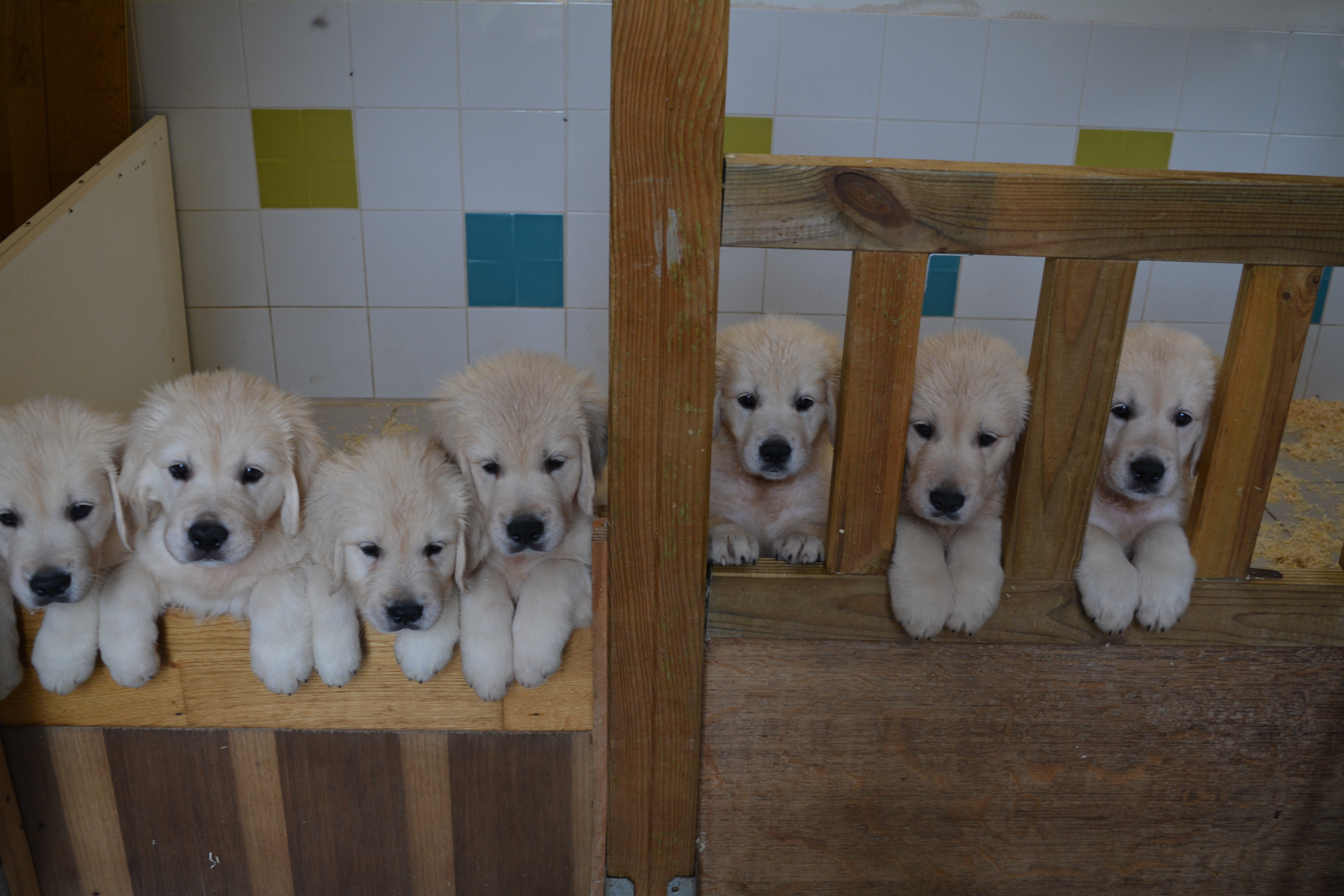 Les chiots à 54 jours