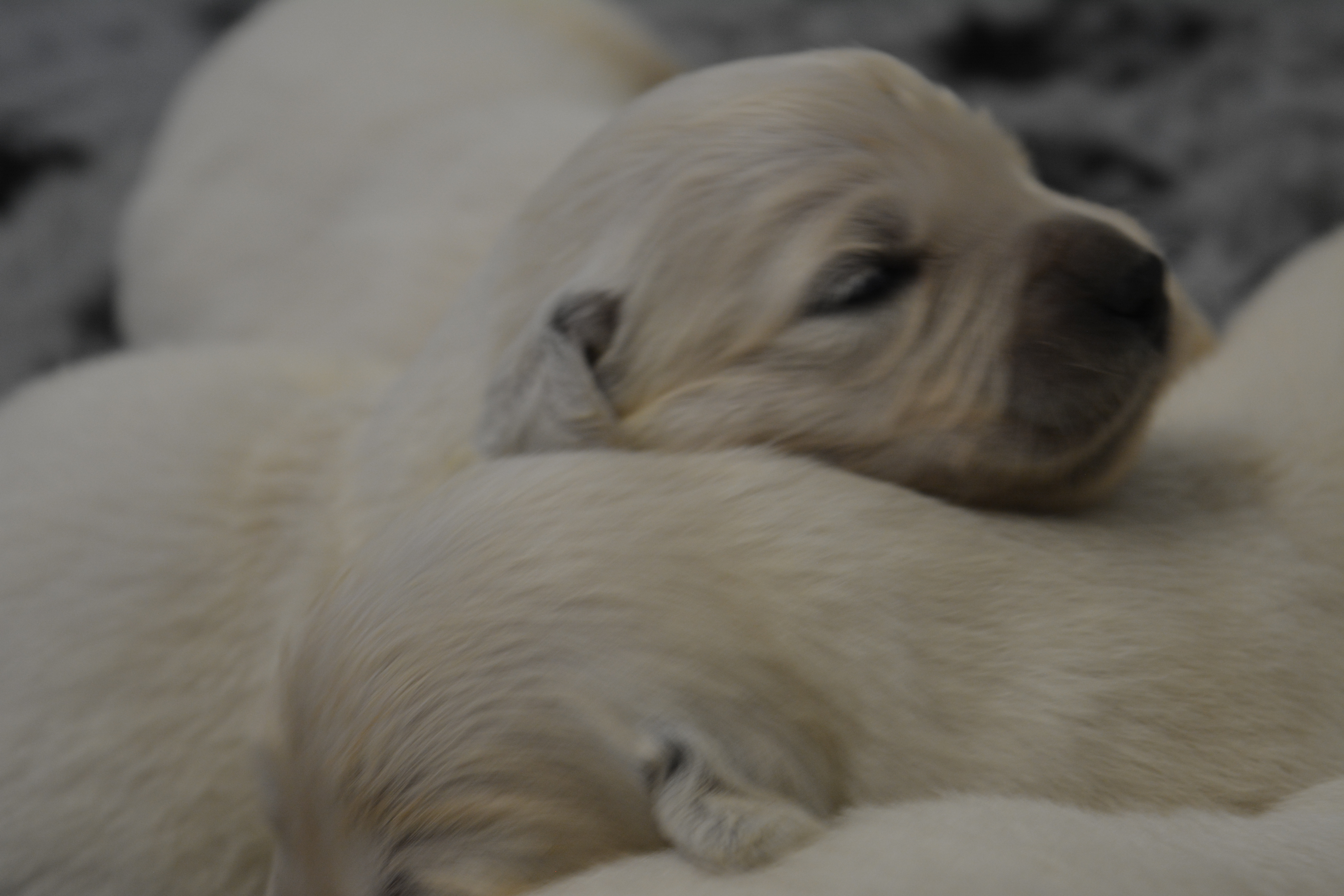 Les chiots à 13 jours