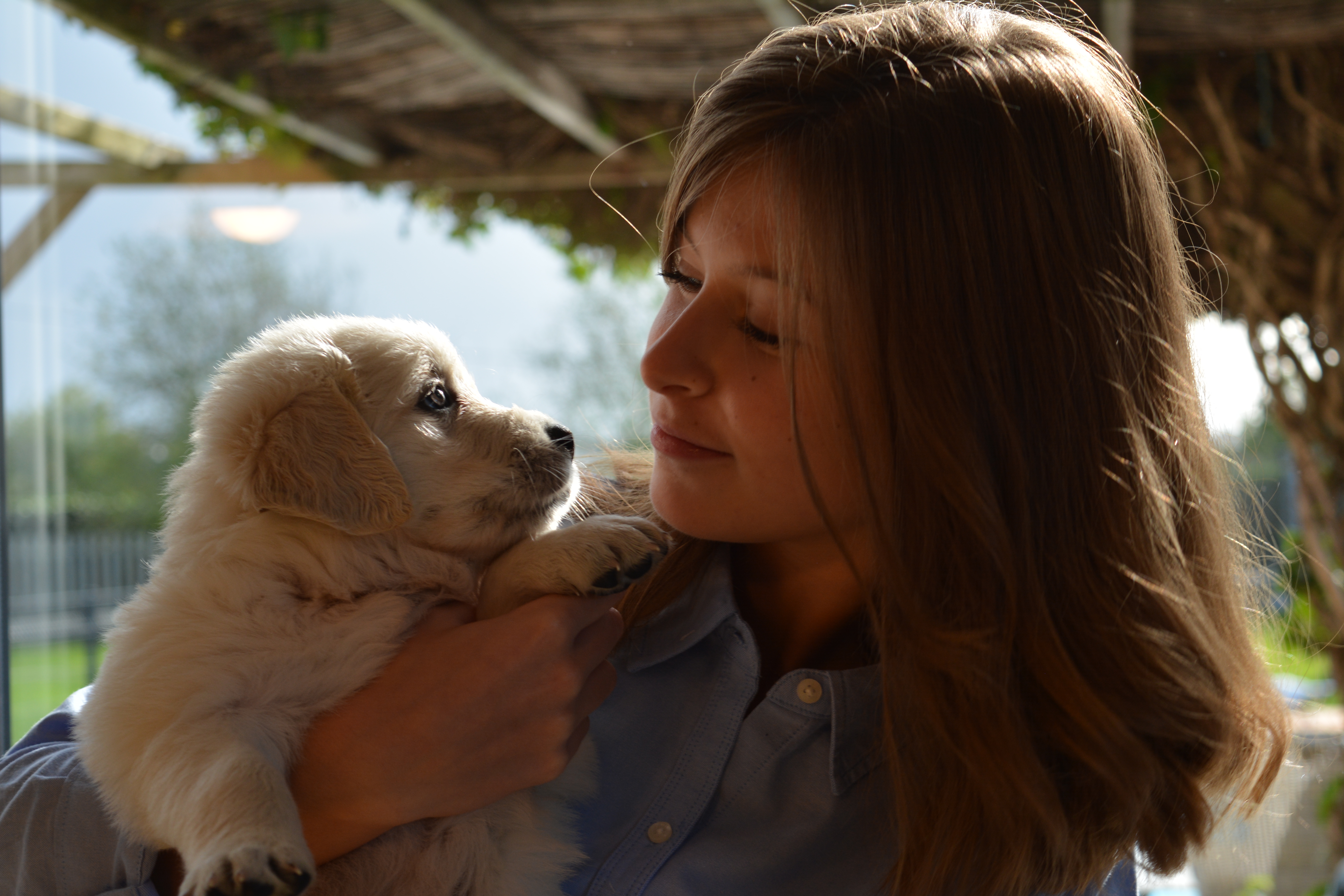 Les chiots à 5 semaines