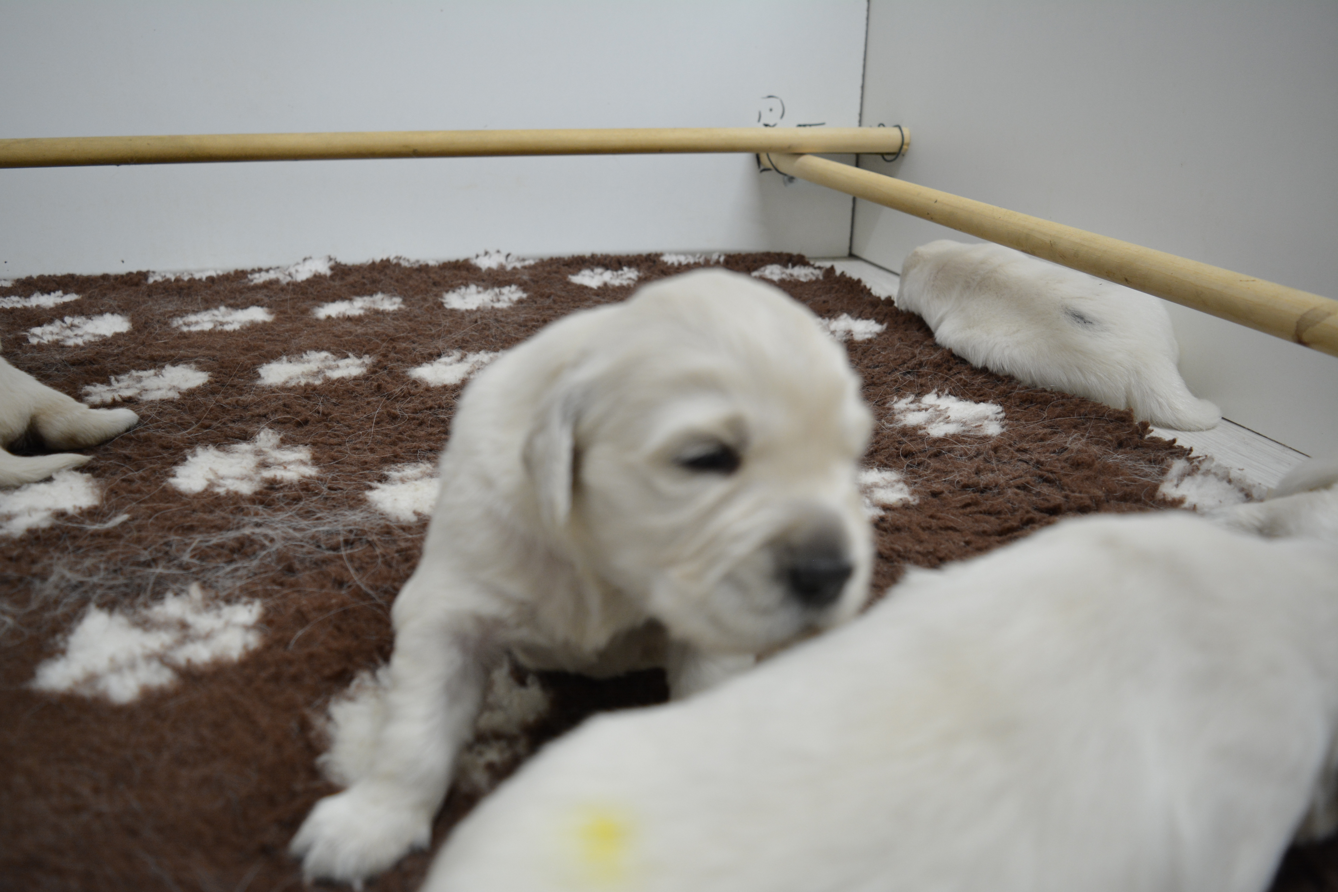Les chiots à 17 jours