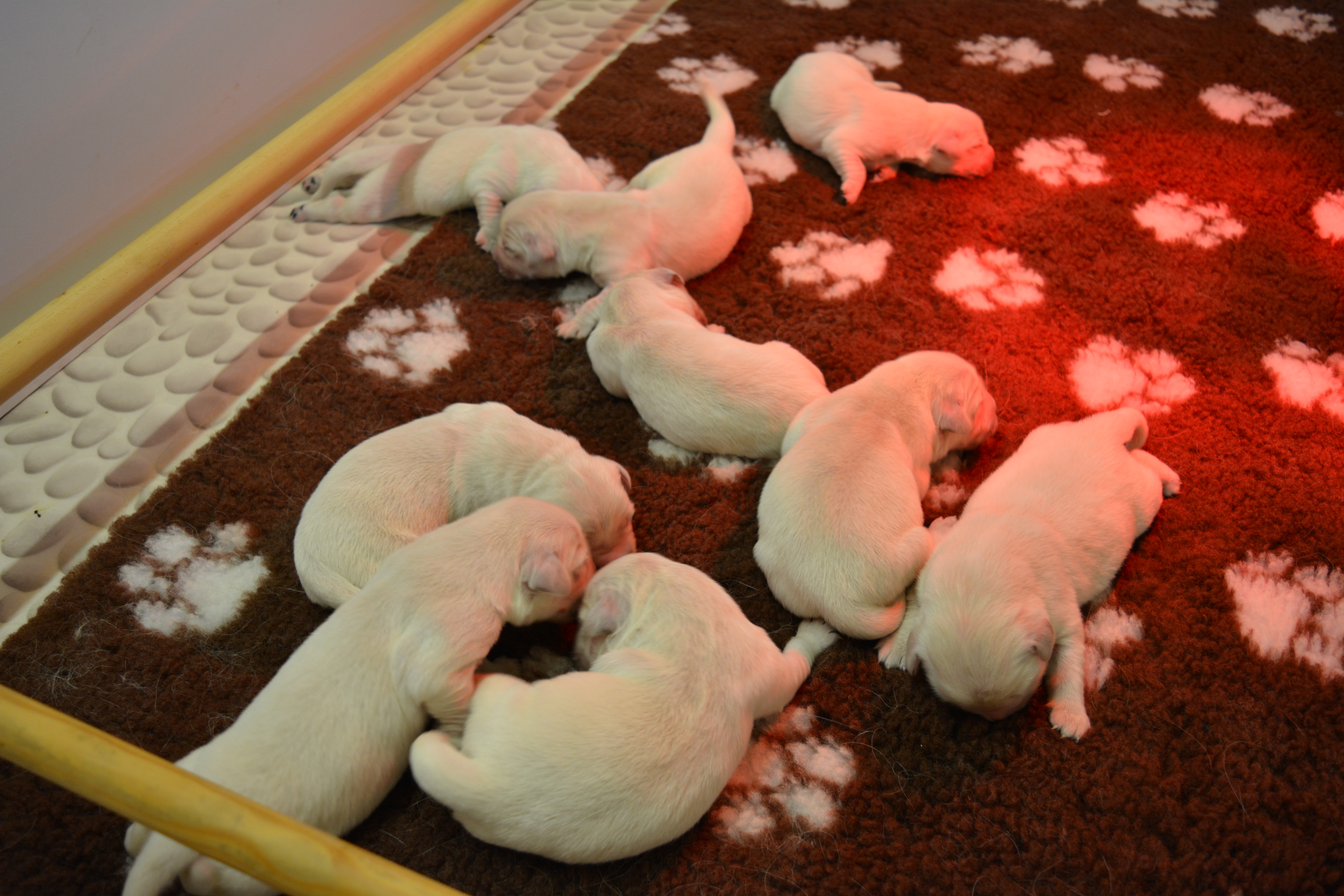 Les chiots à 5 jours