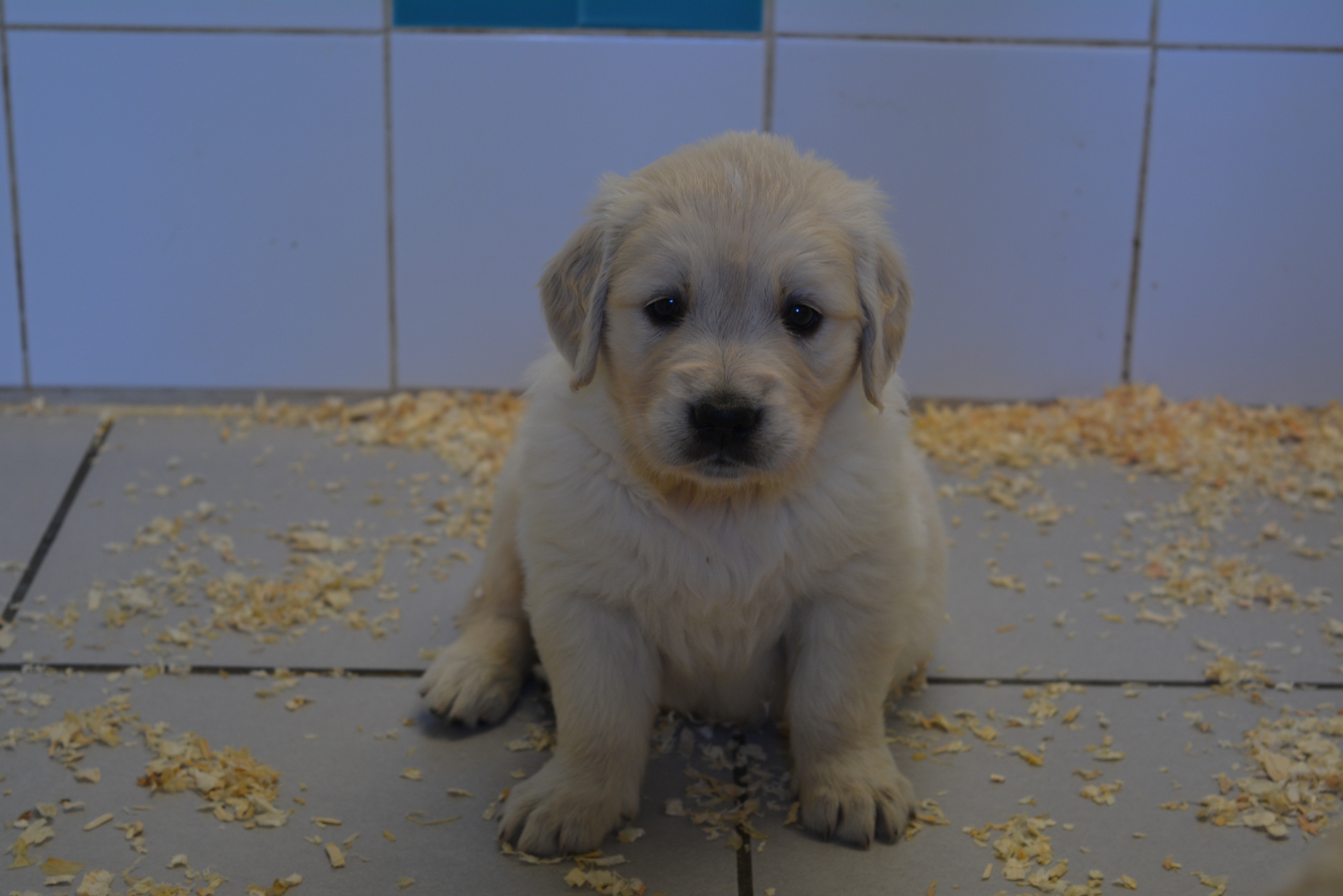 Les chiots à 39 jours