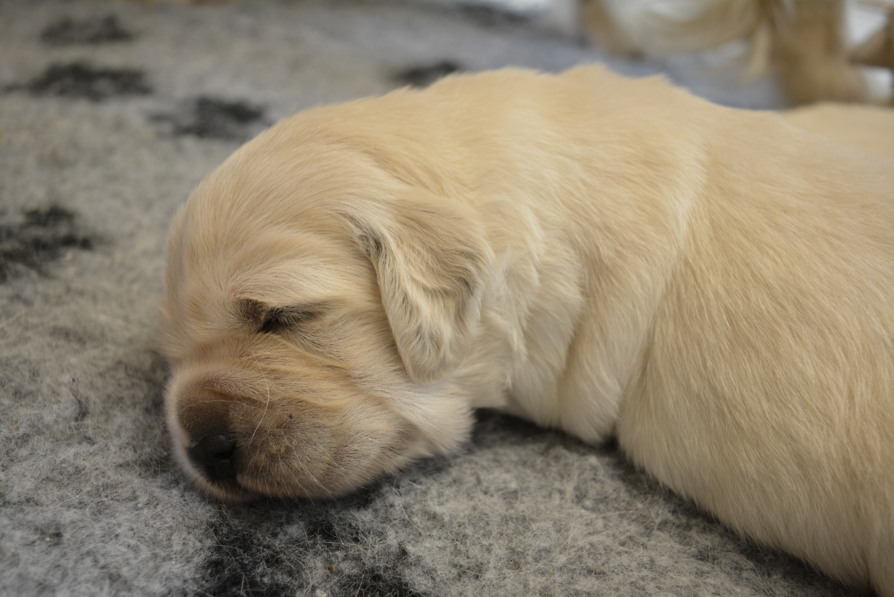 Les chiots à 16 jours