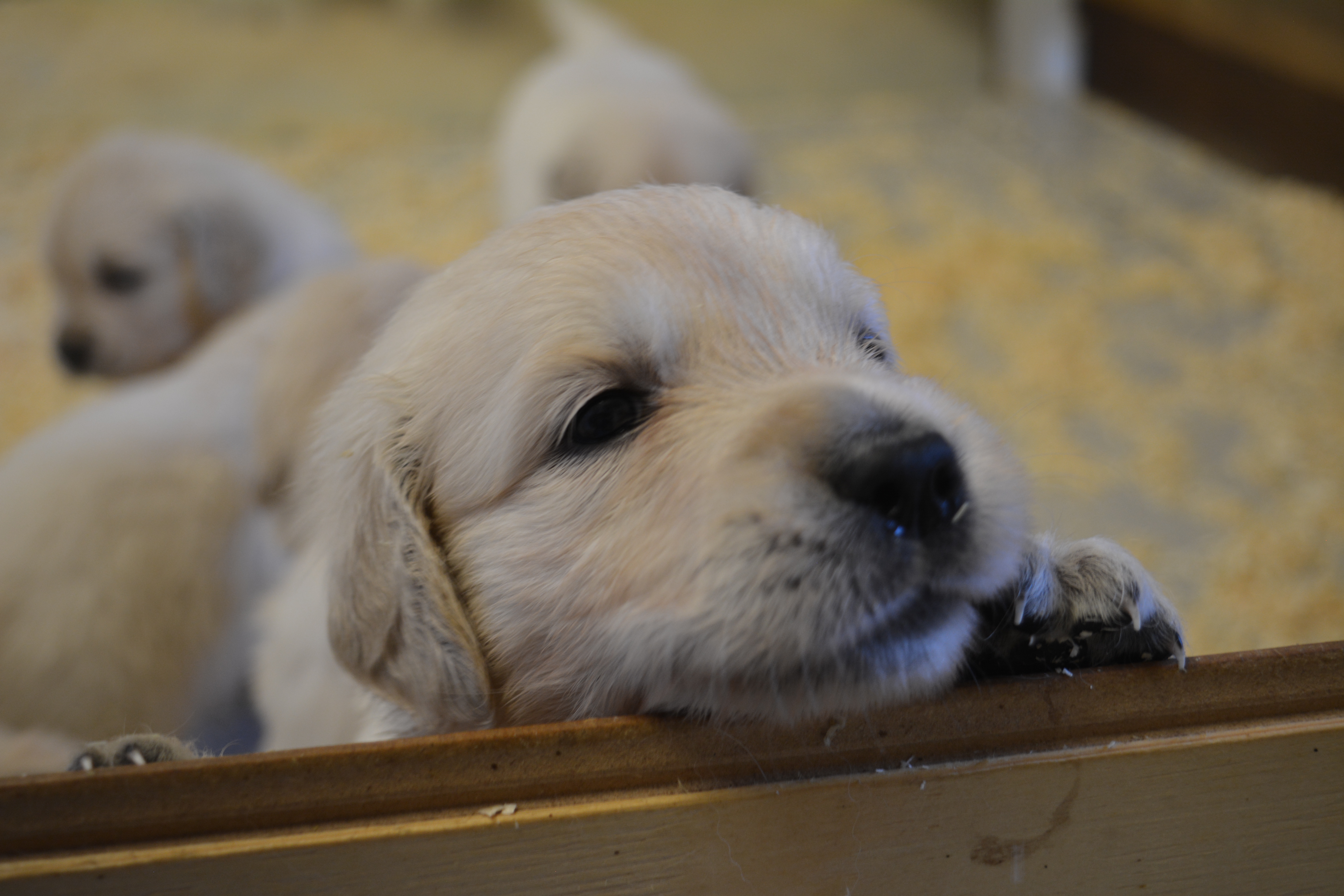 Les chiots à 27 jours