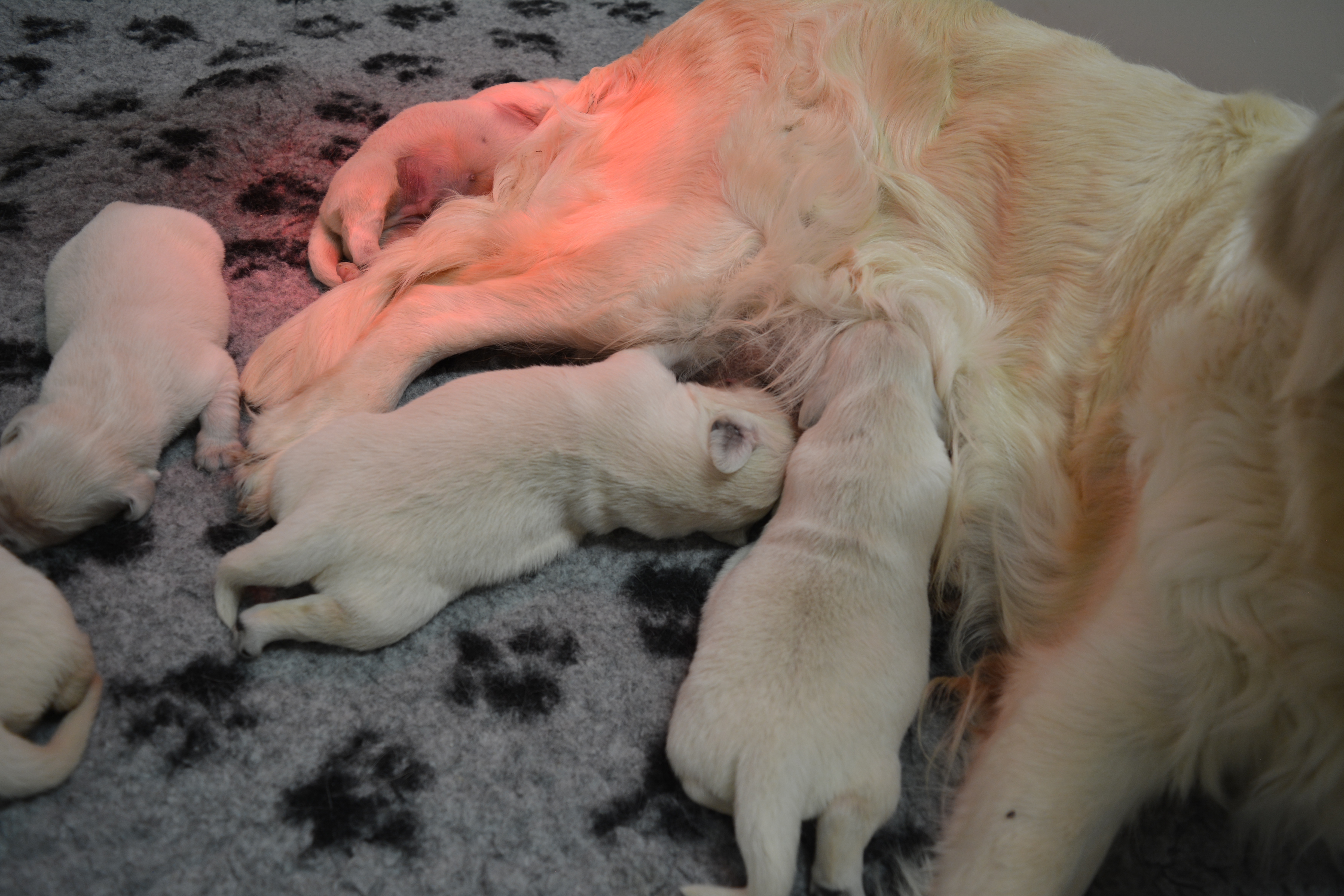 Les chiots à 8 jours