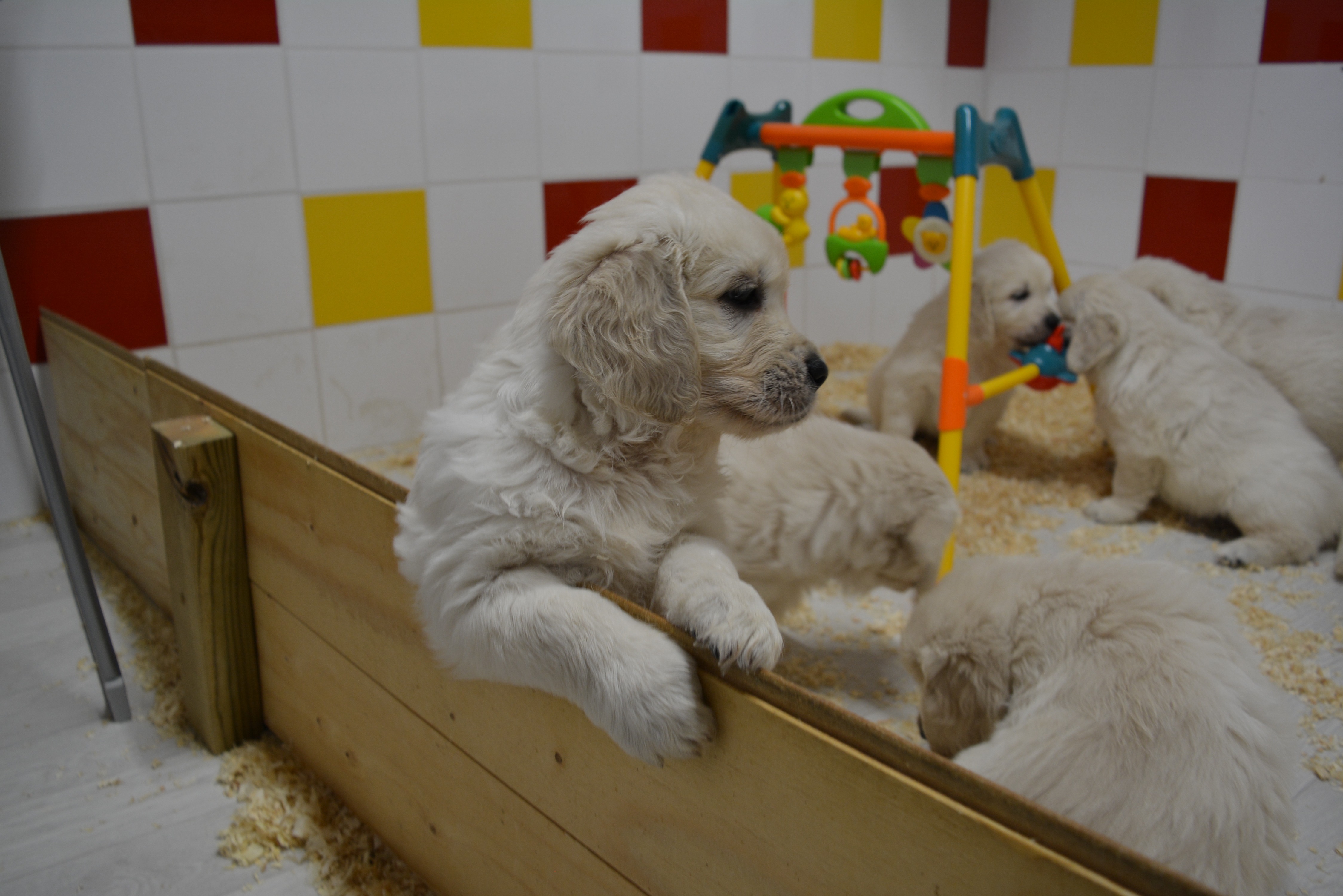 Les chiots à 46 jours