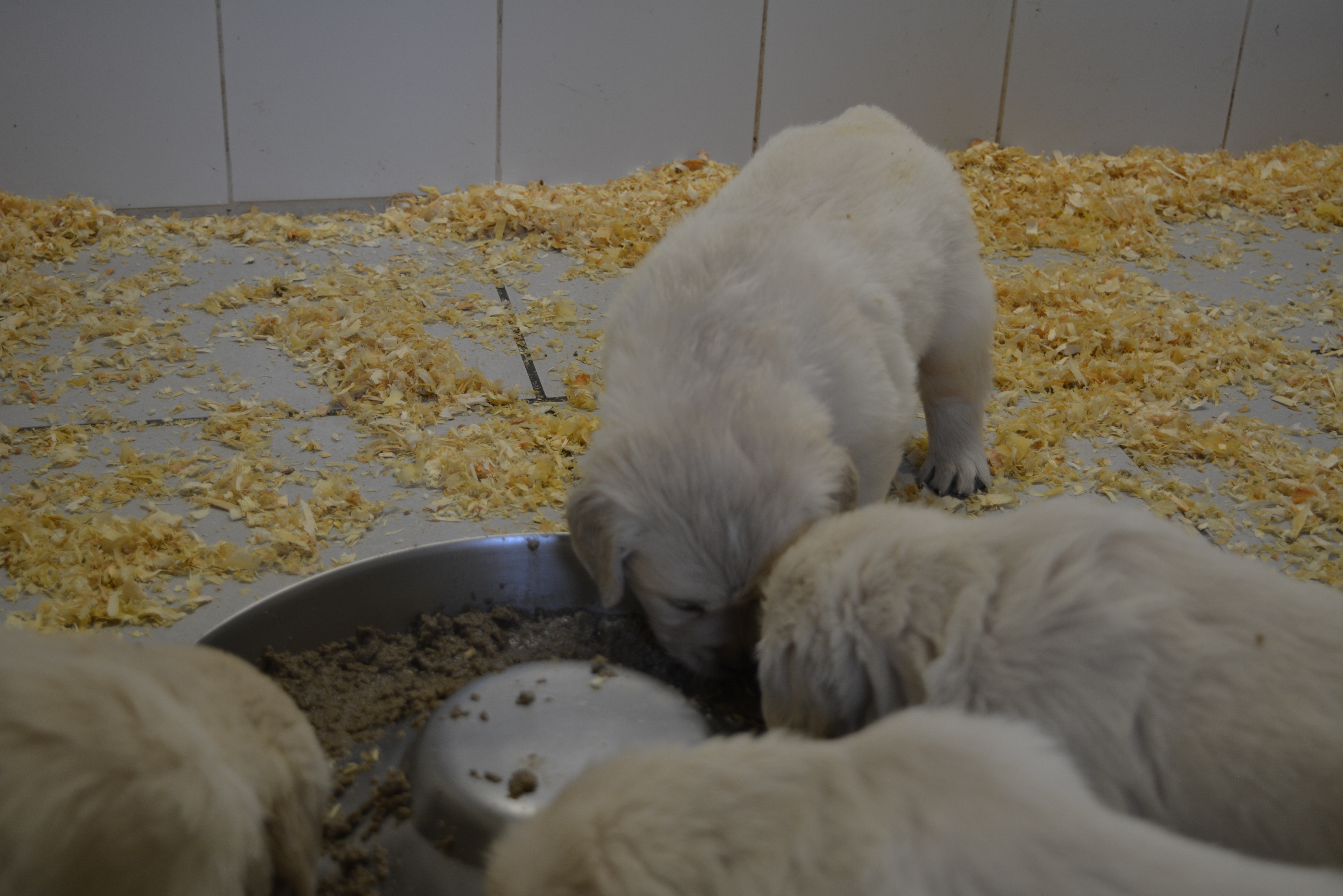 Les chiots à 32 jours