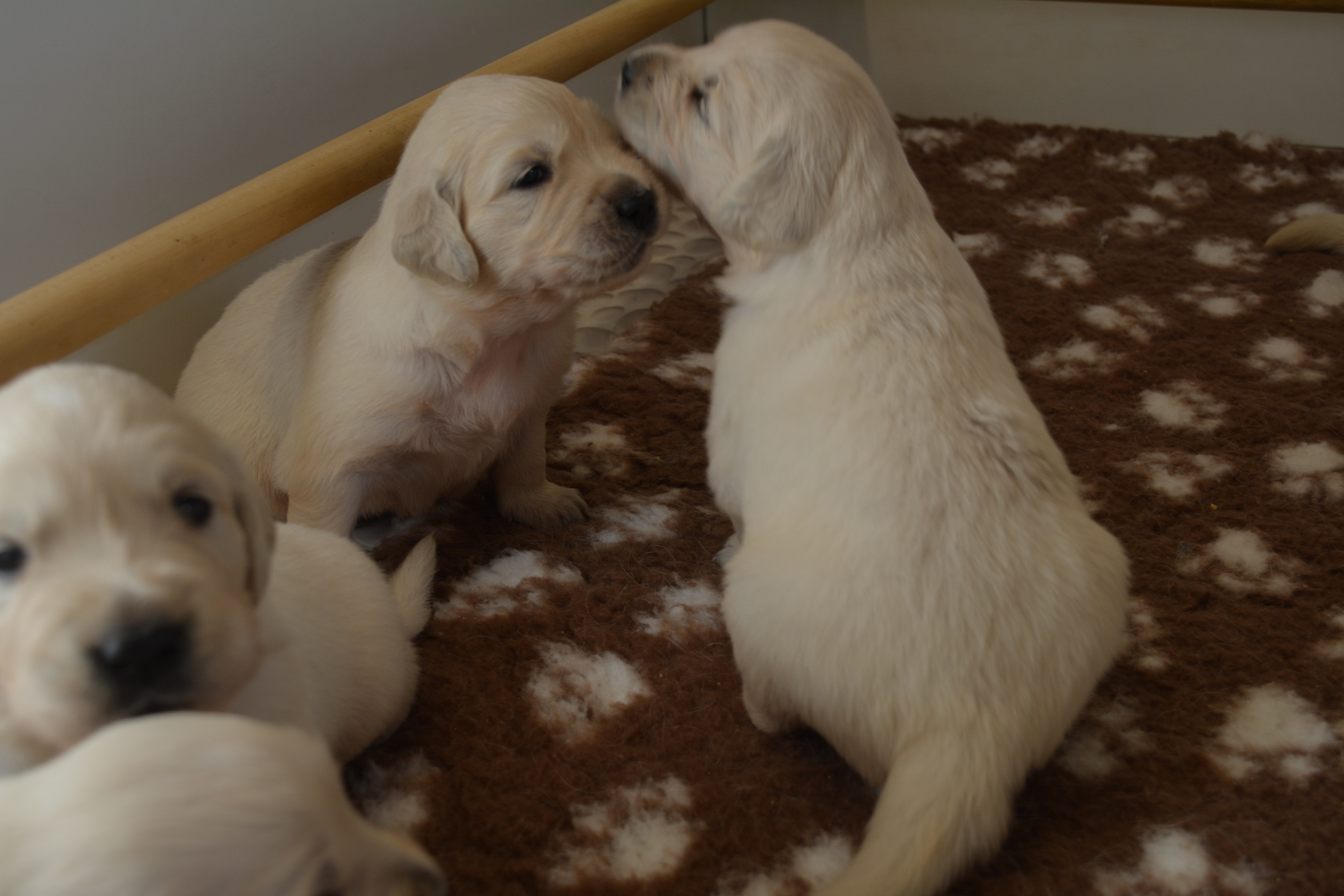 Les chiots à 20 jours