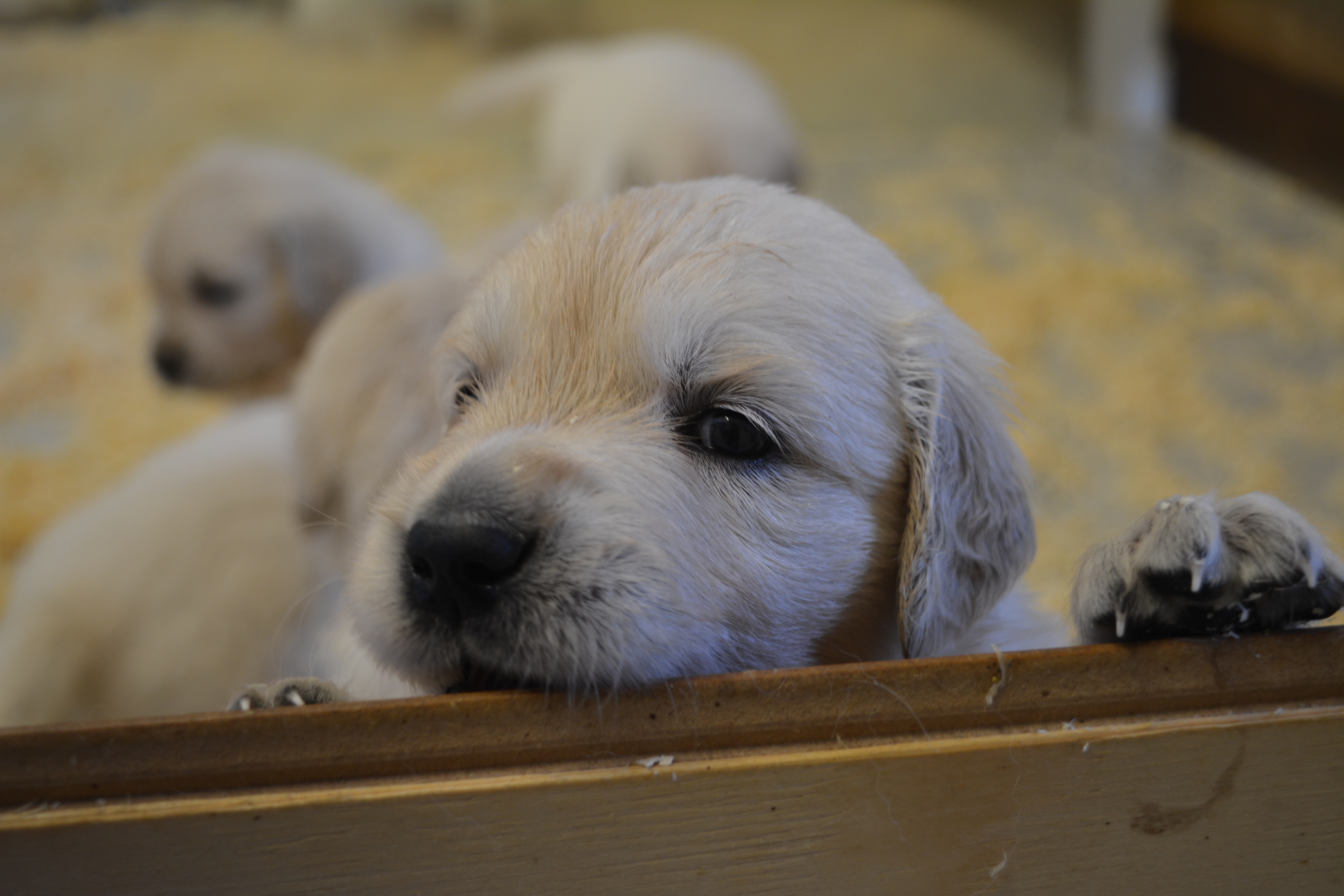 Les chiots à 27 jours