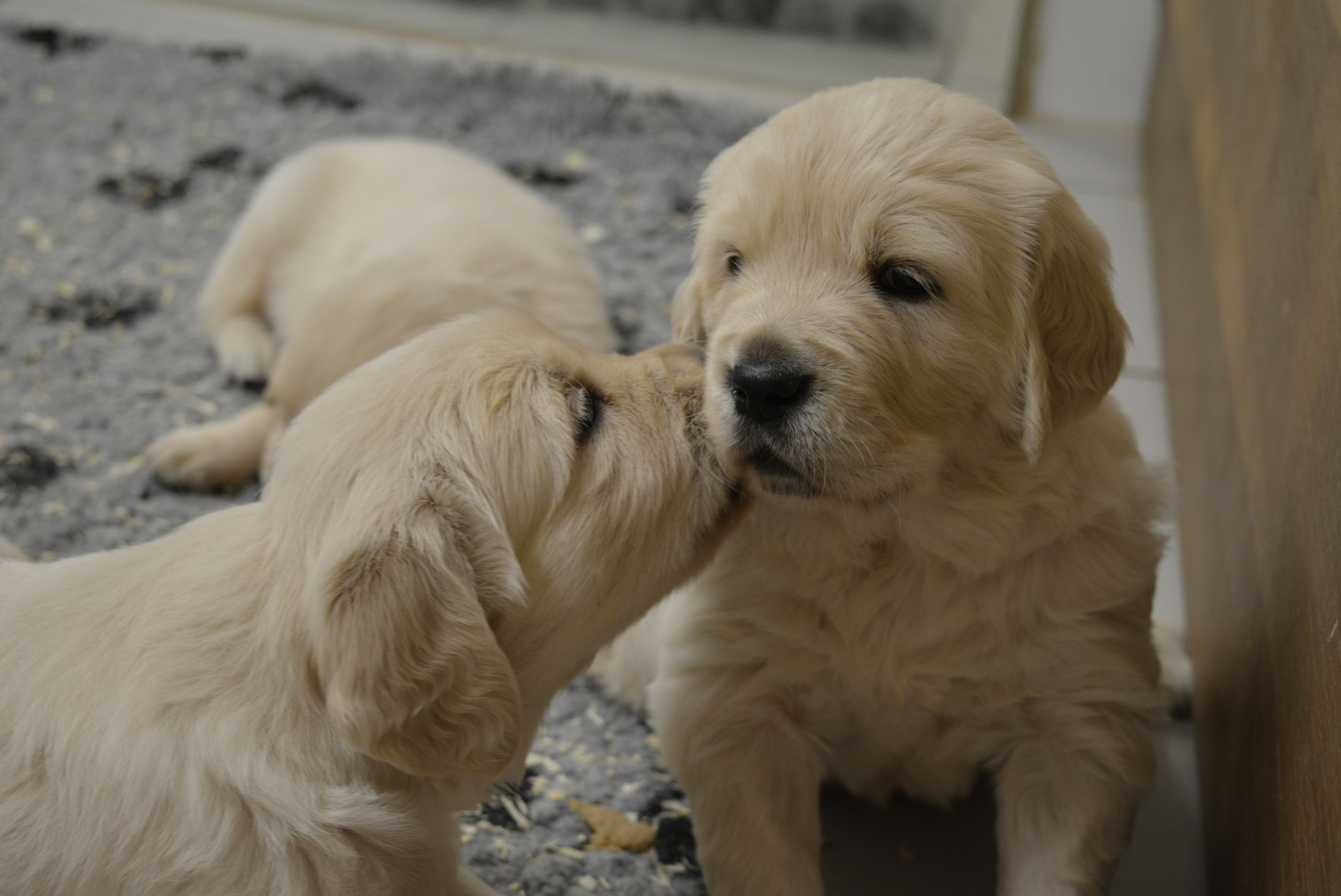 Les chiots à 30 jours
