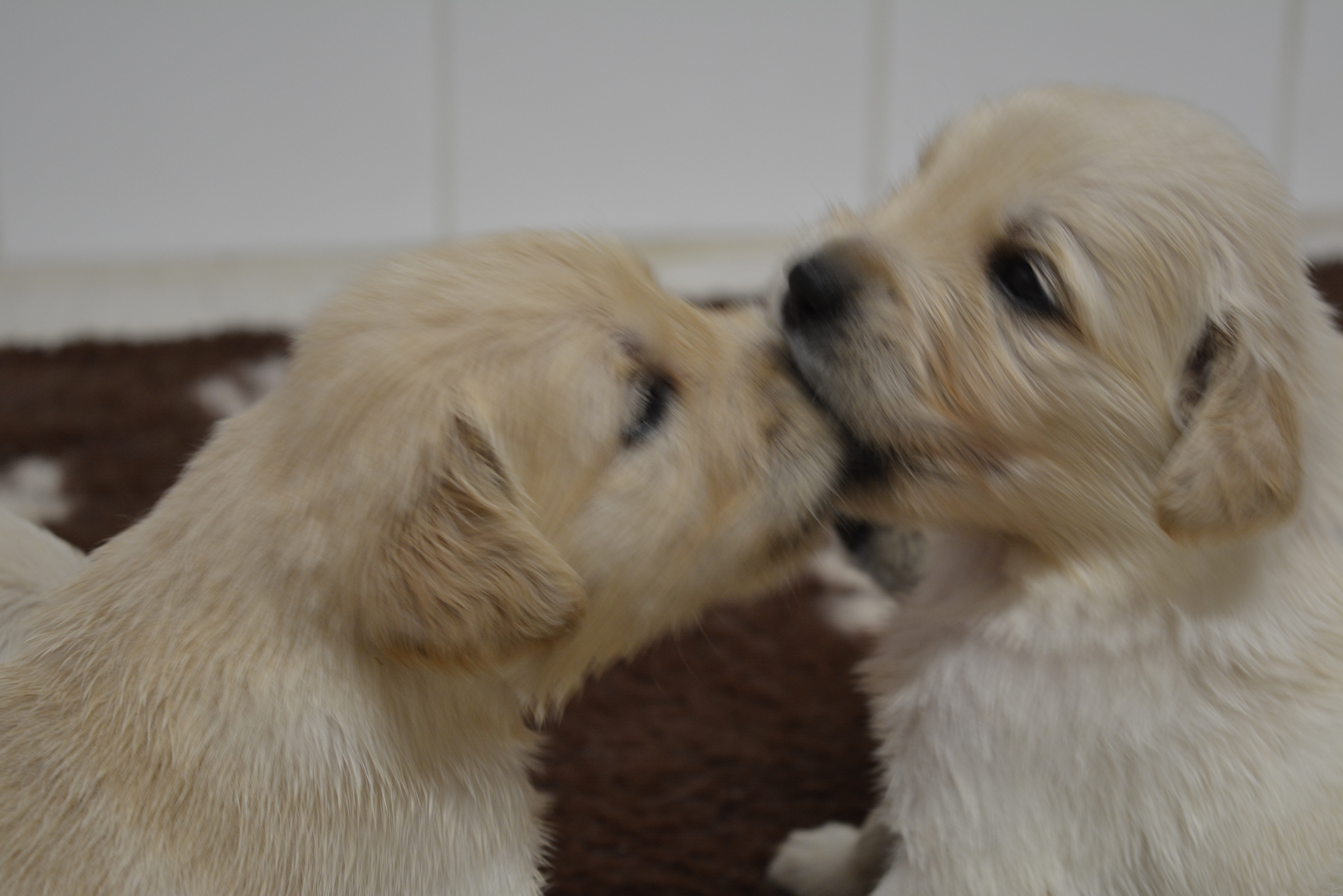 Les chiots à 23 jours