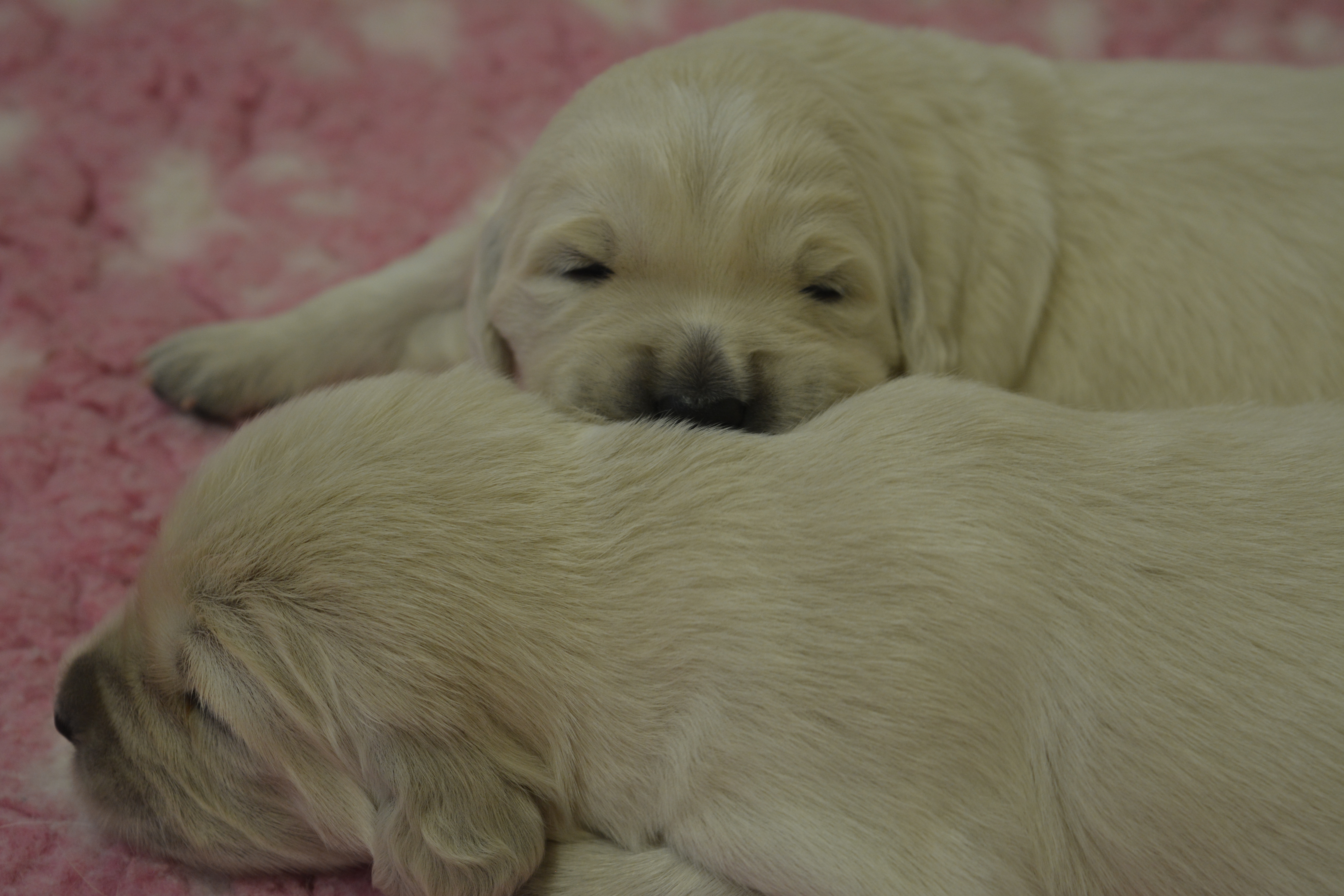 Les chiots à 15 jours