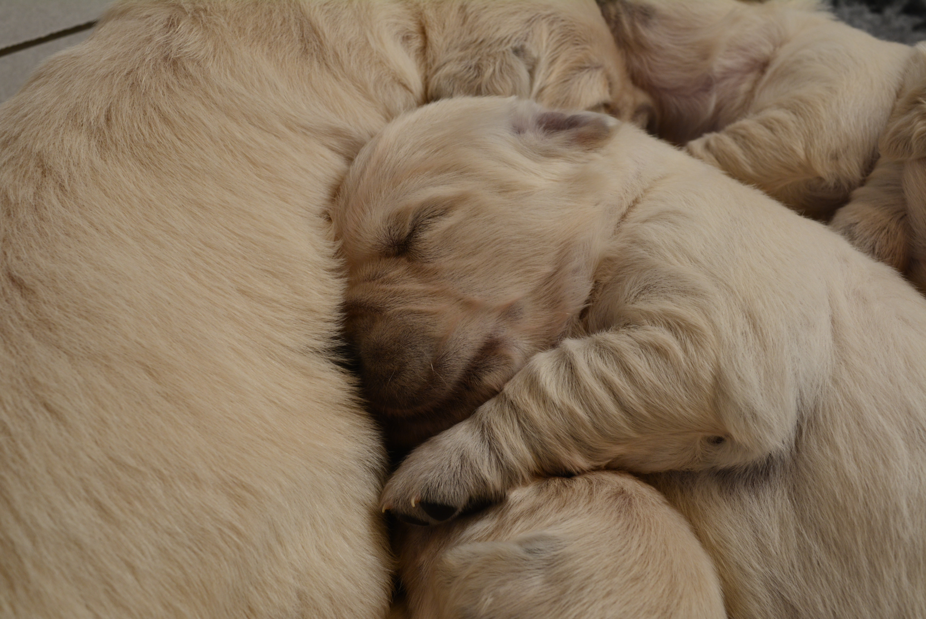 Les chiots à 16 jours