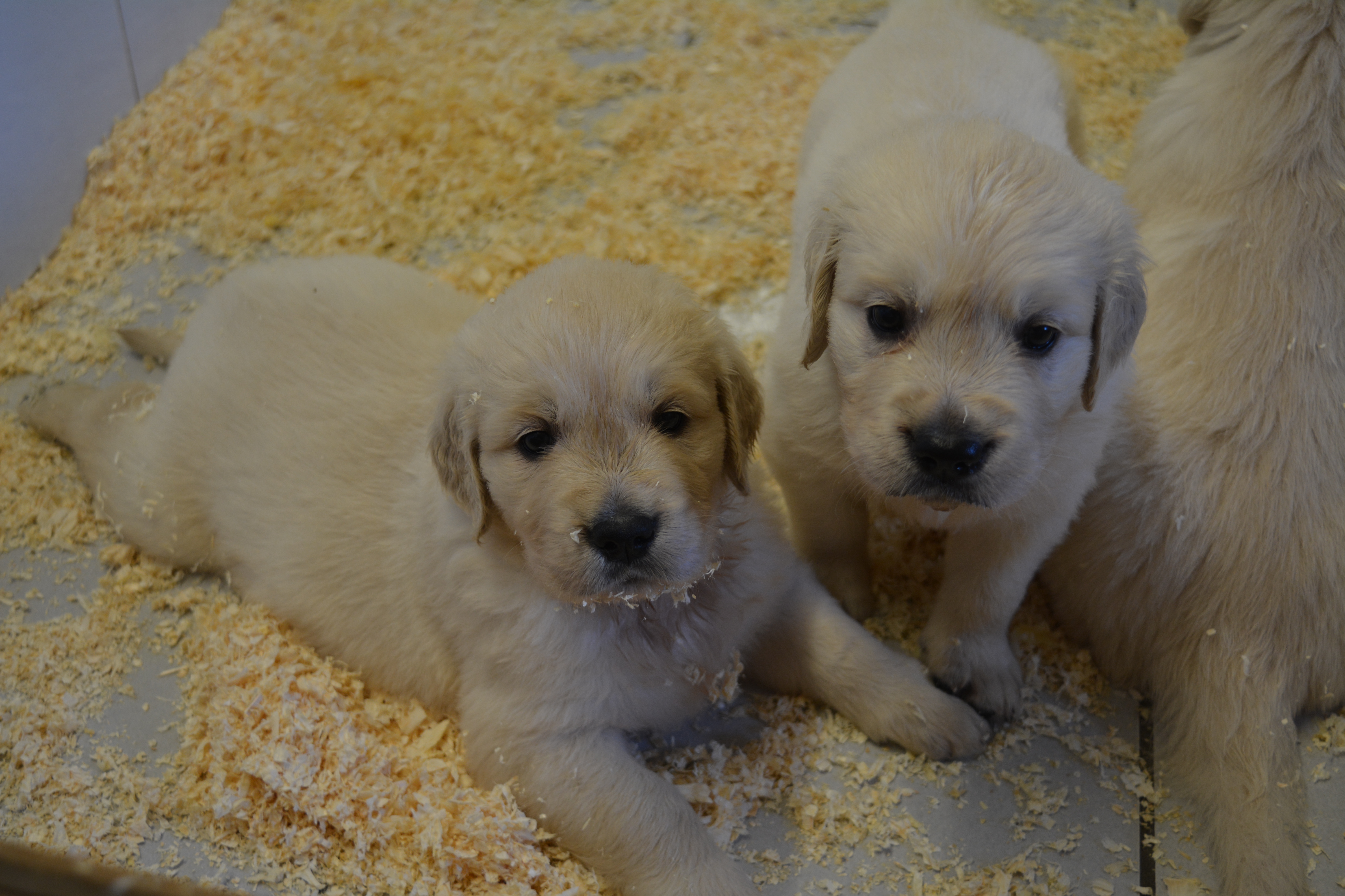 Les chiots à 34 jours