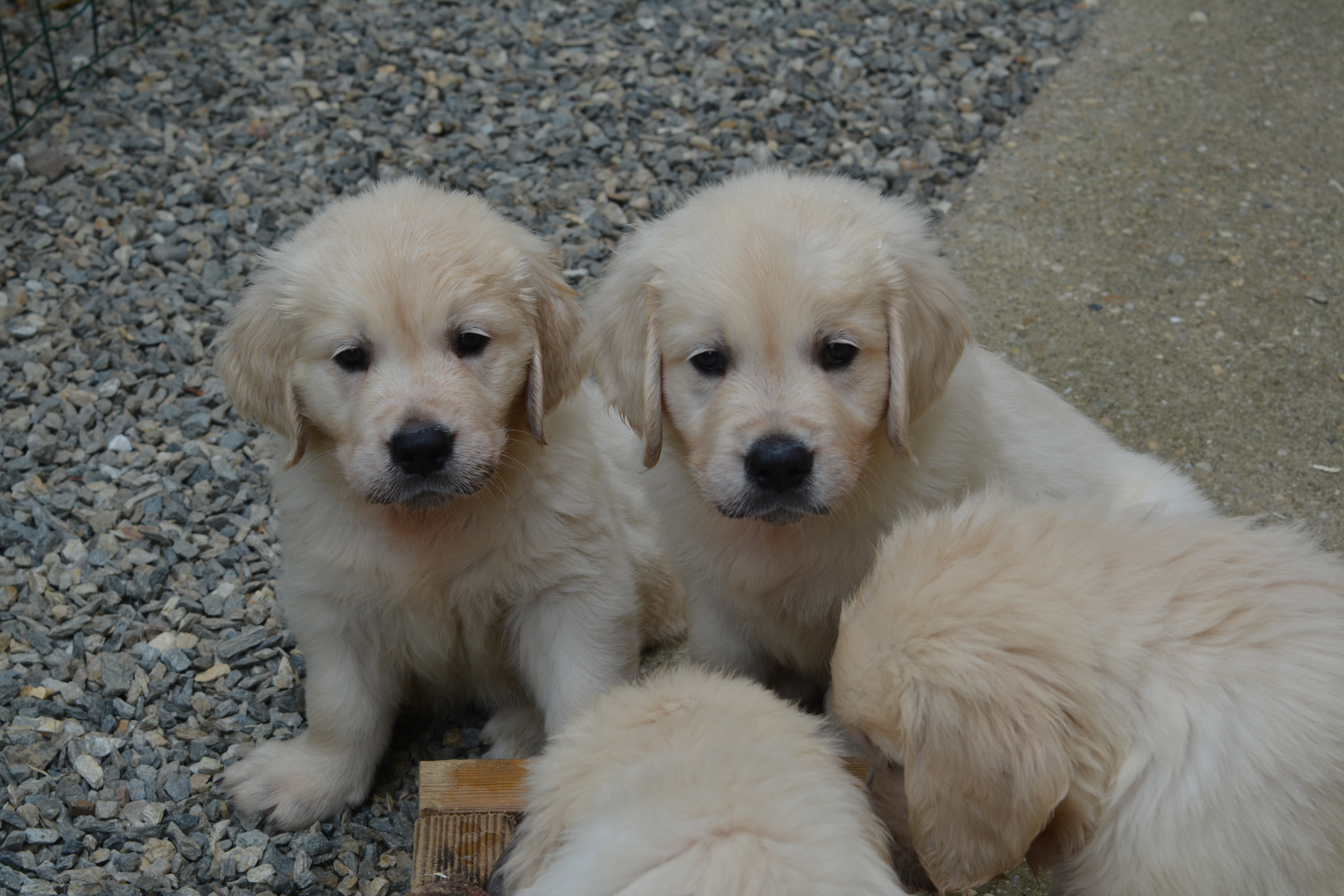 Les chiots à 47 jours