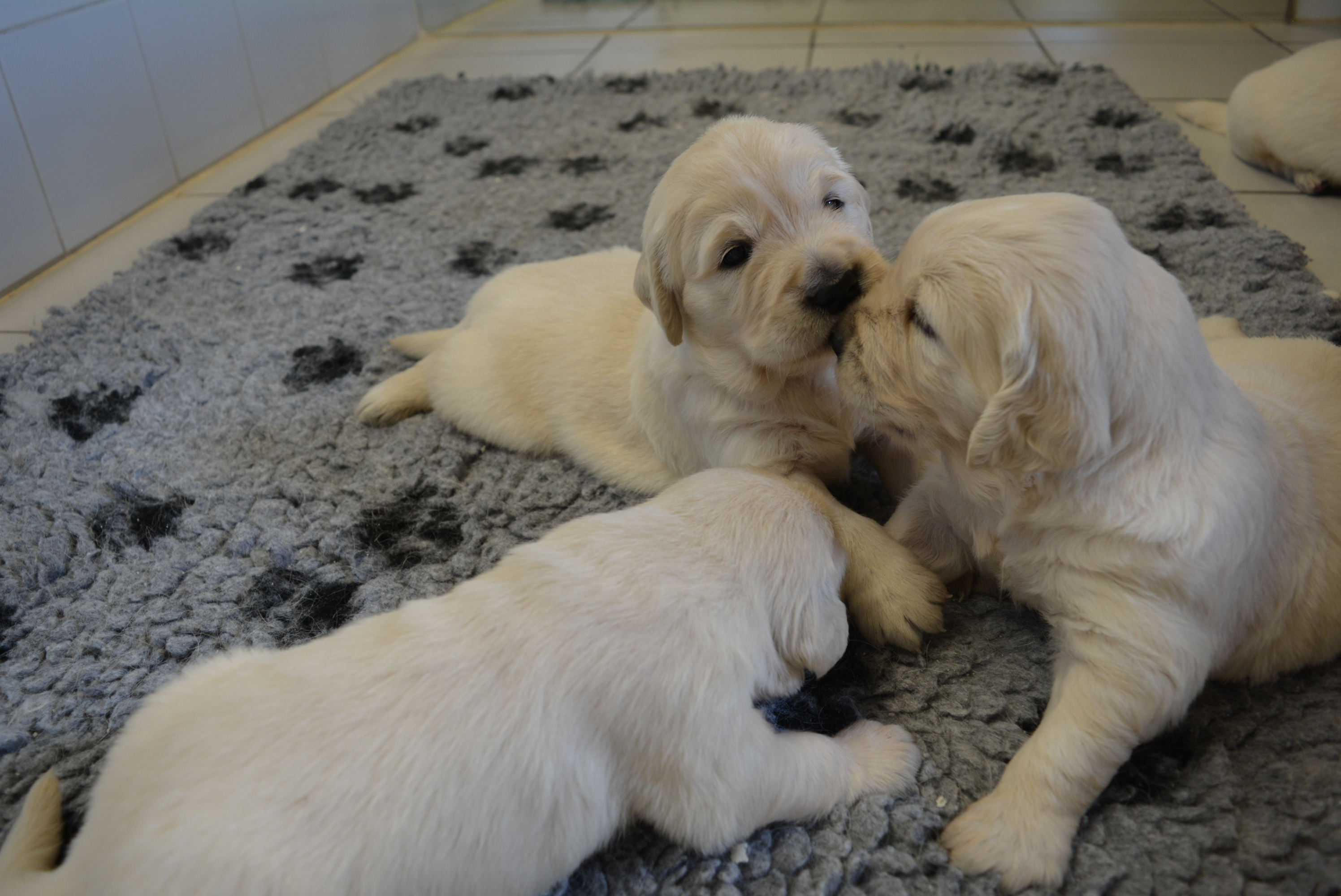 Les chiots à 23 jours