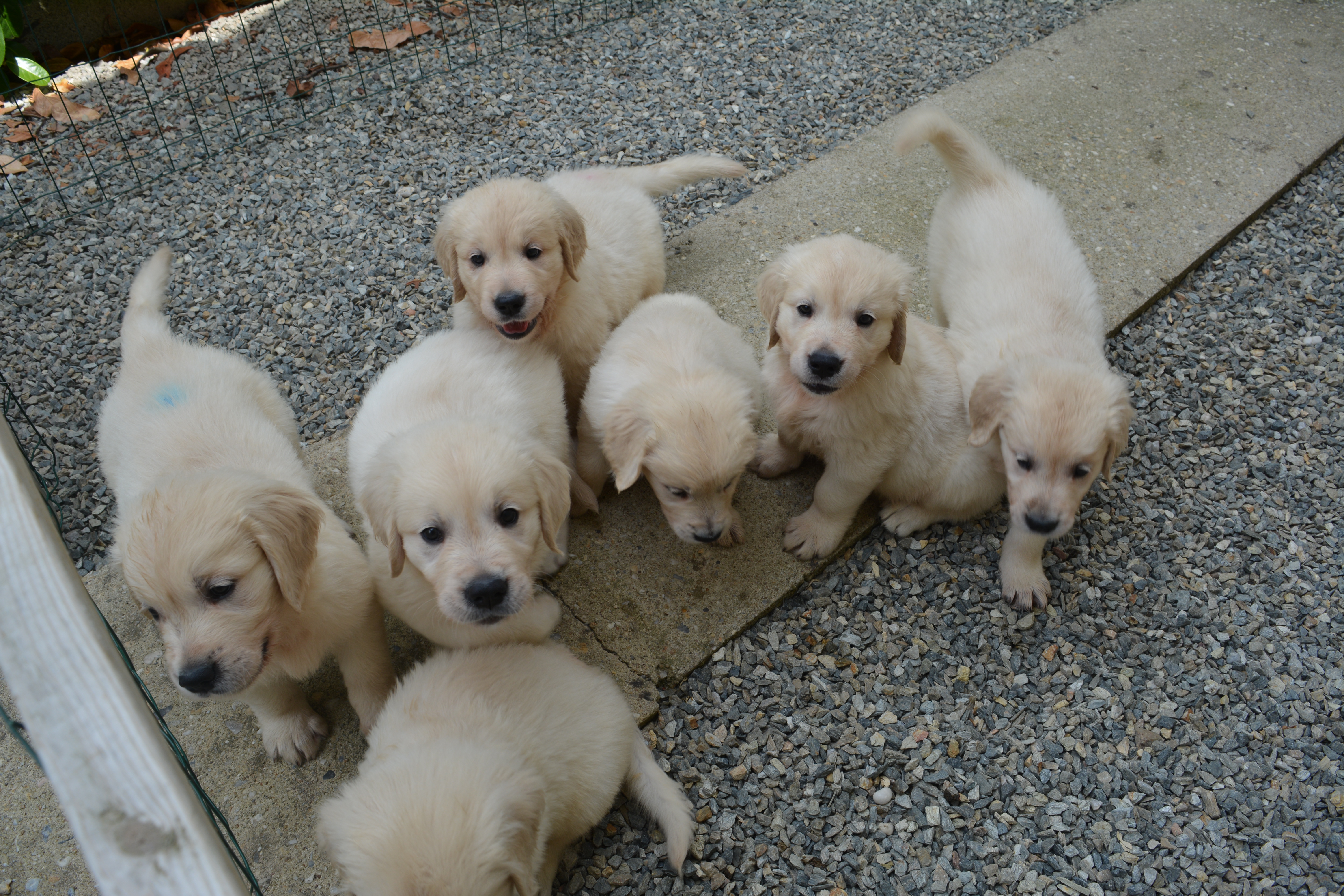 Les chiots à 47 jours