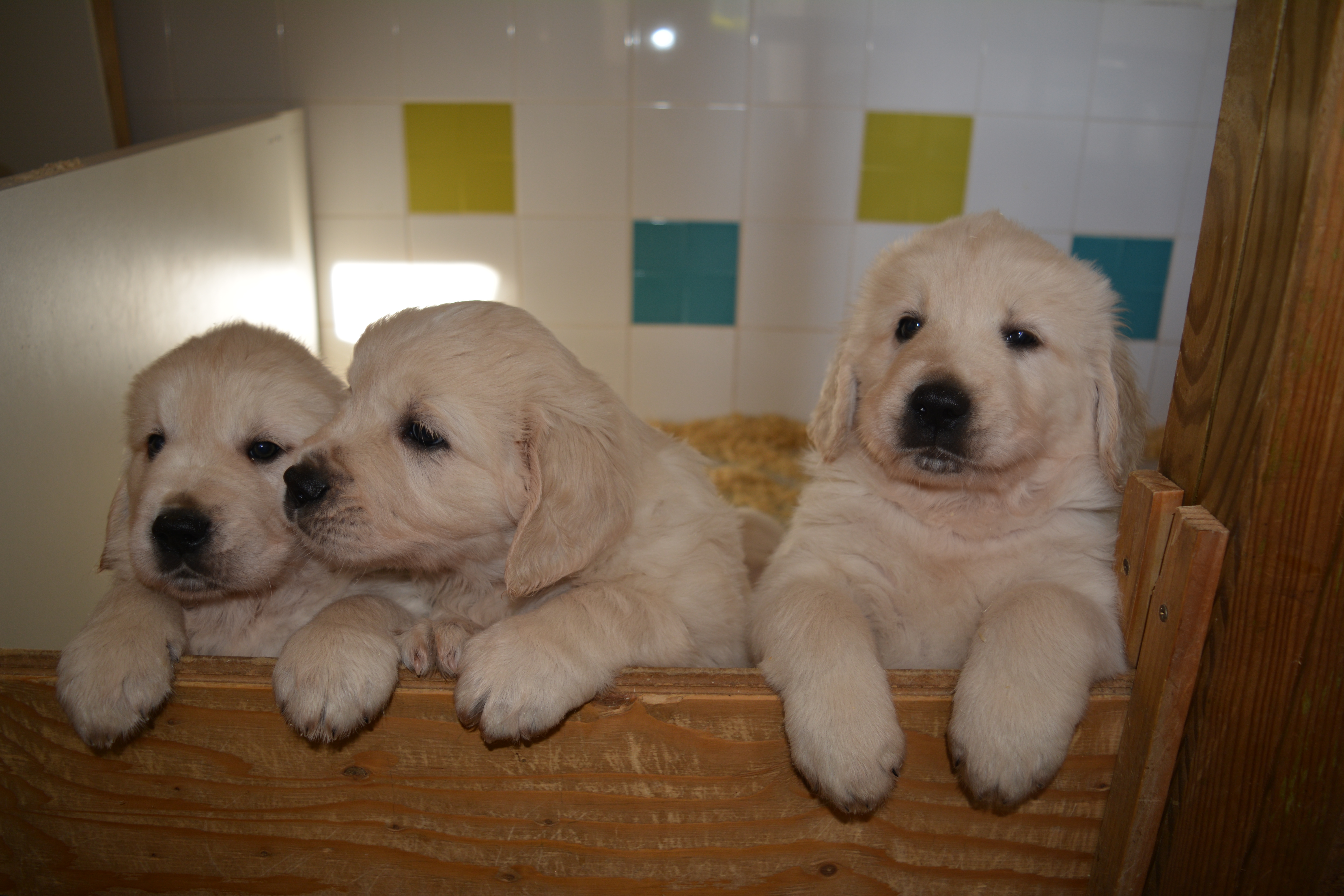 Les chiots à 6 semaines