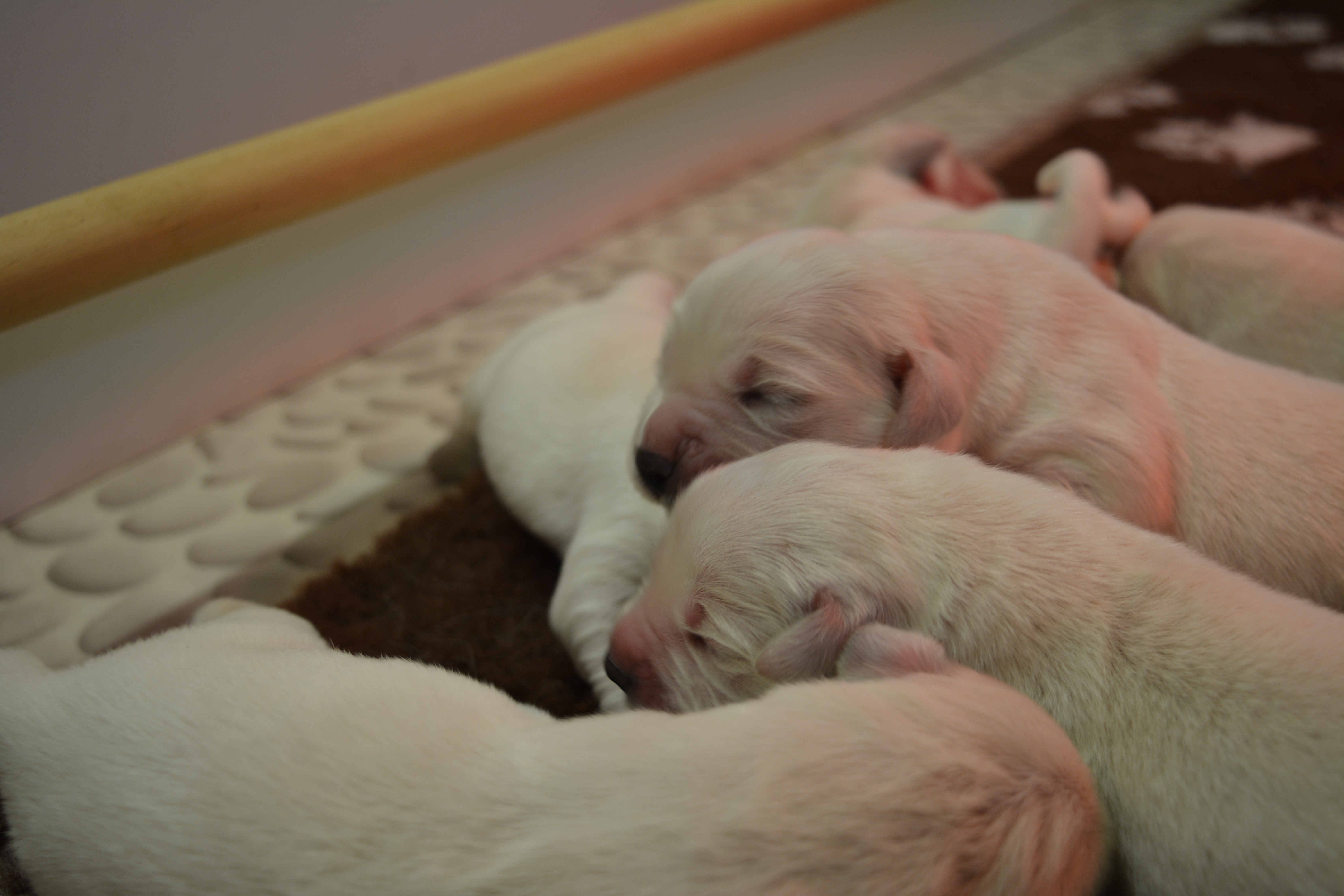 Les chiots à 5 jours